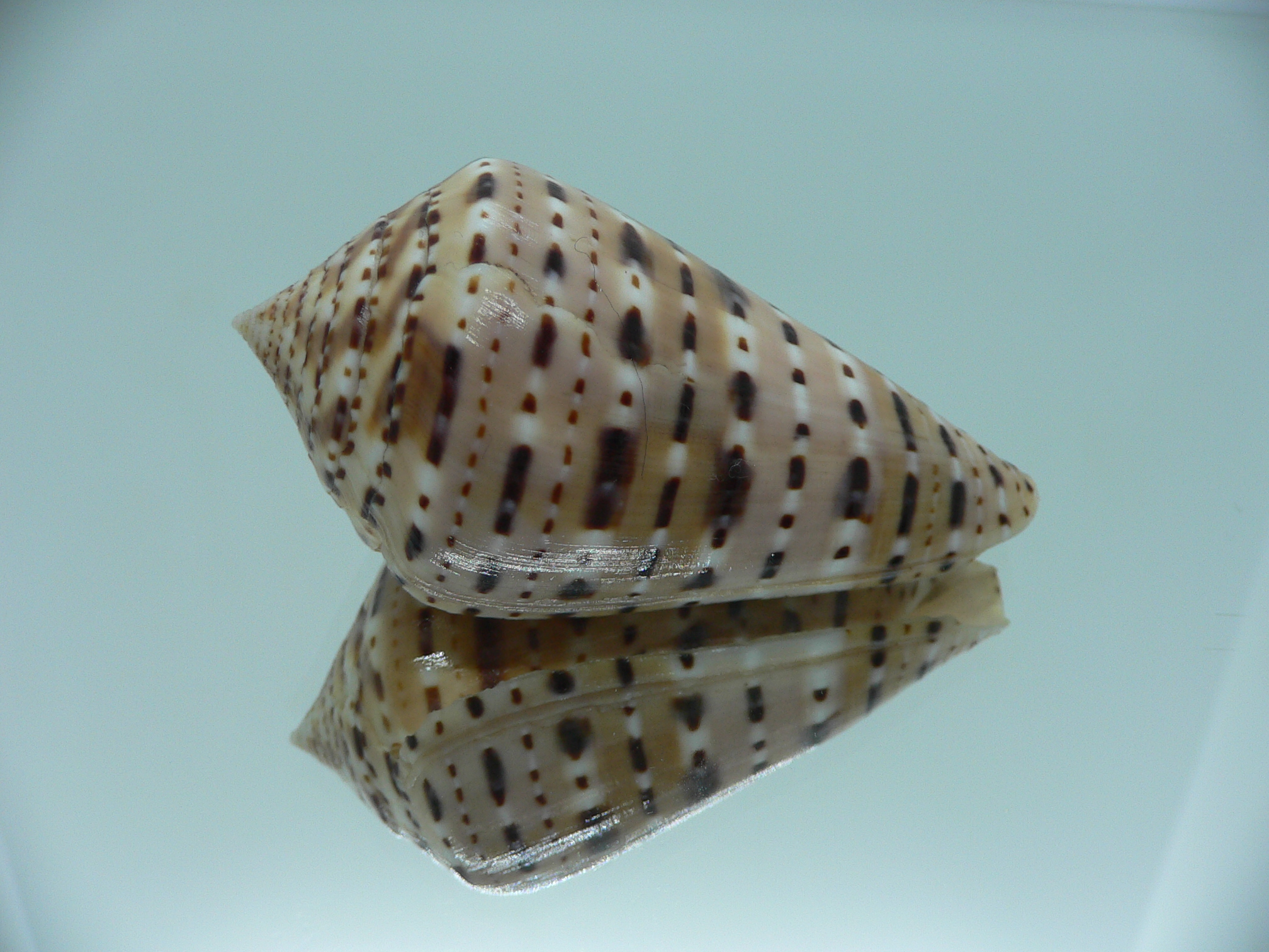 Conus genuanus BIG
