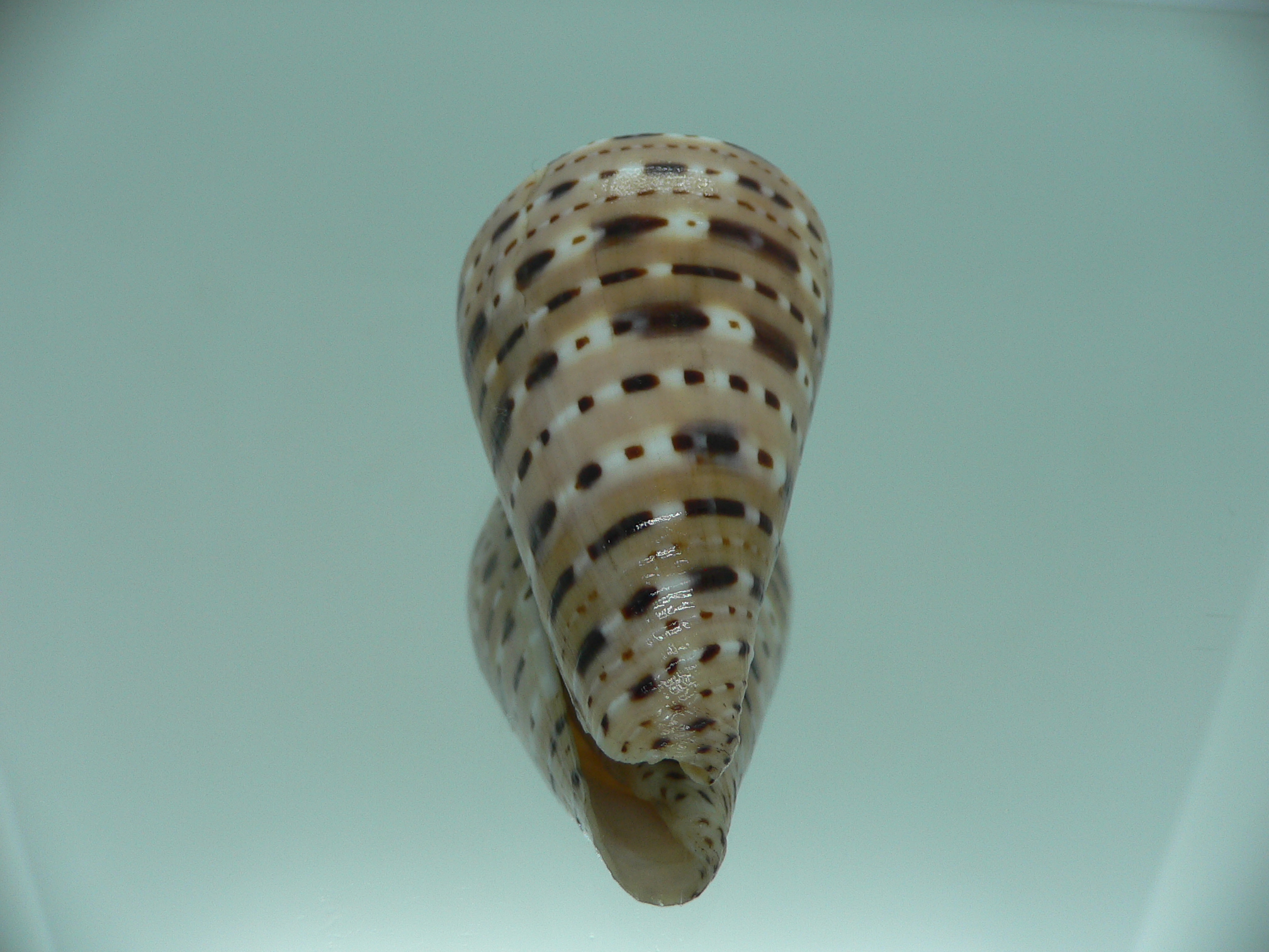 Conus genuanus BIG