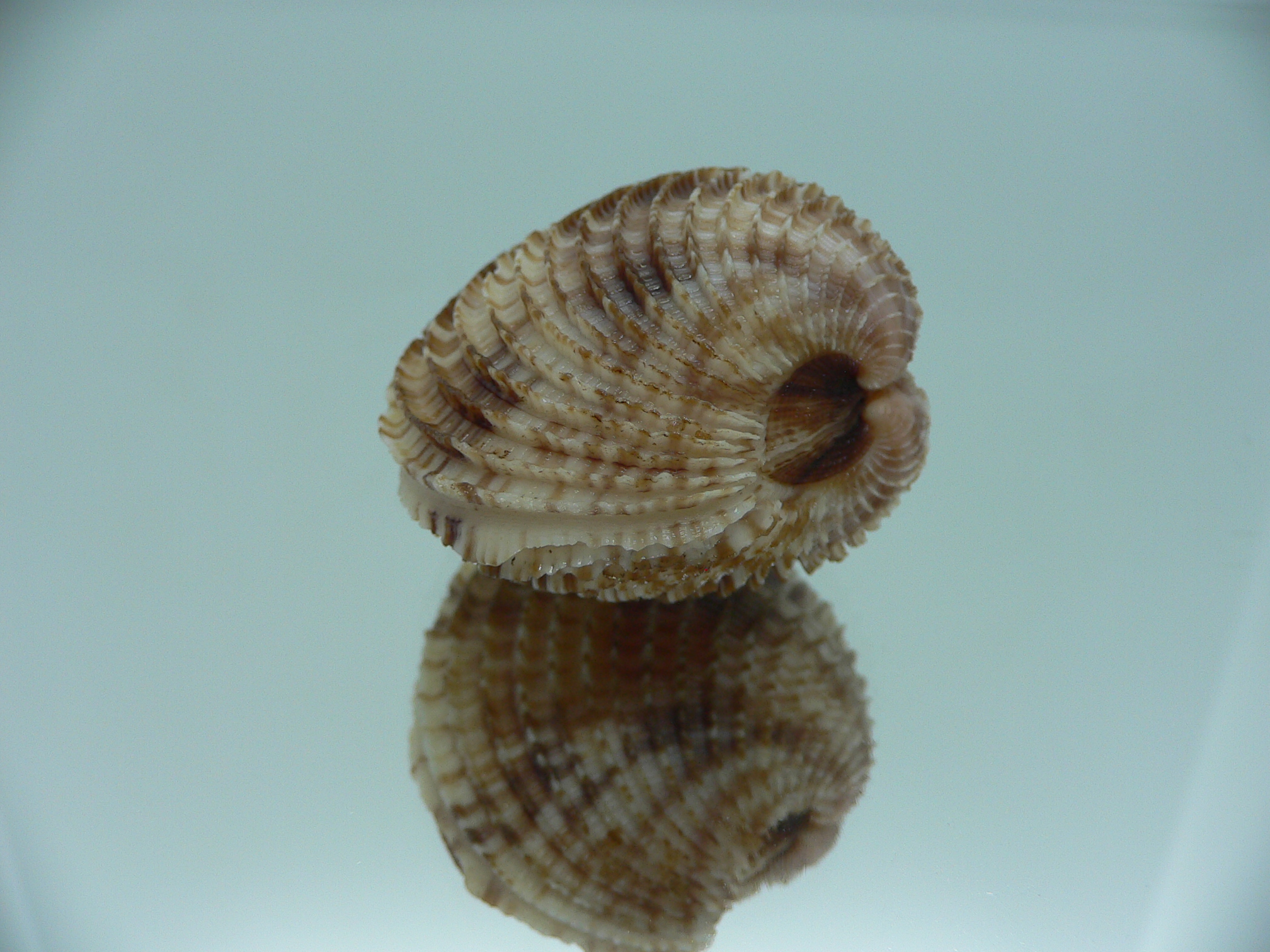 Antigona lamellaris QUEEN