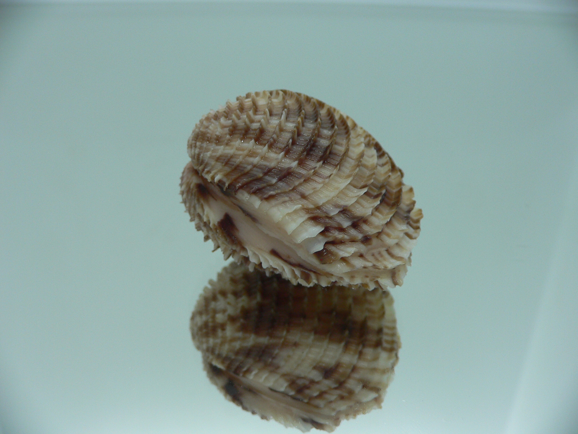 Antigona lamellaris QUEEN