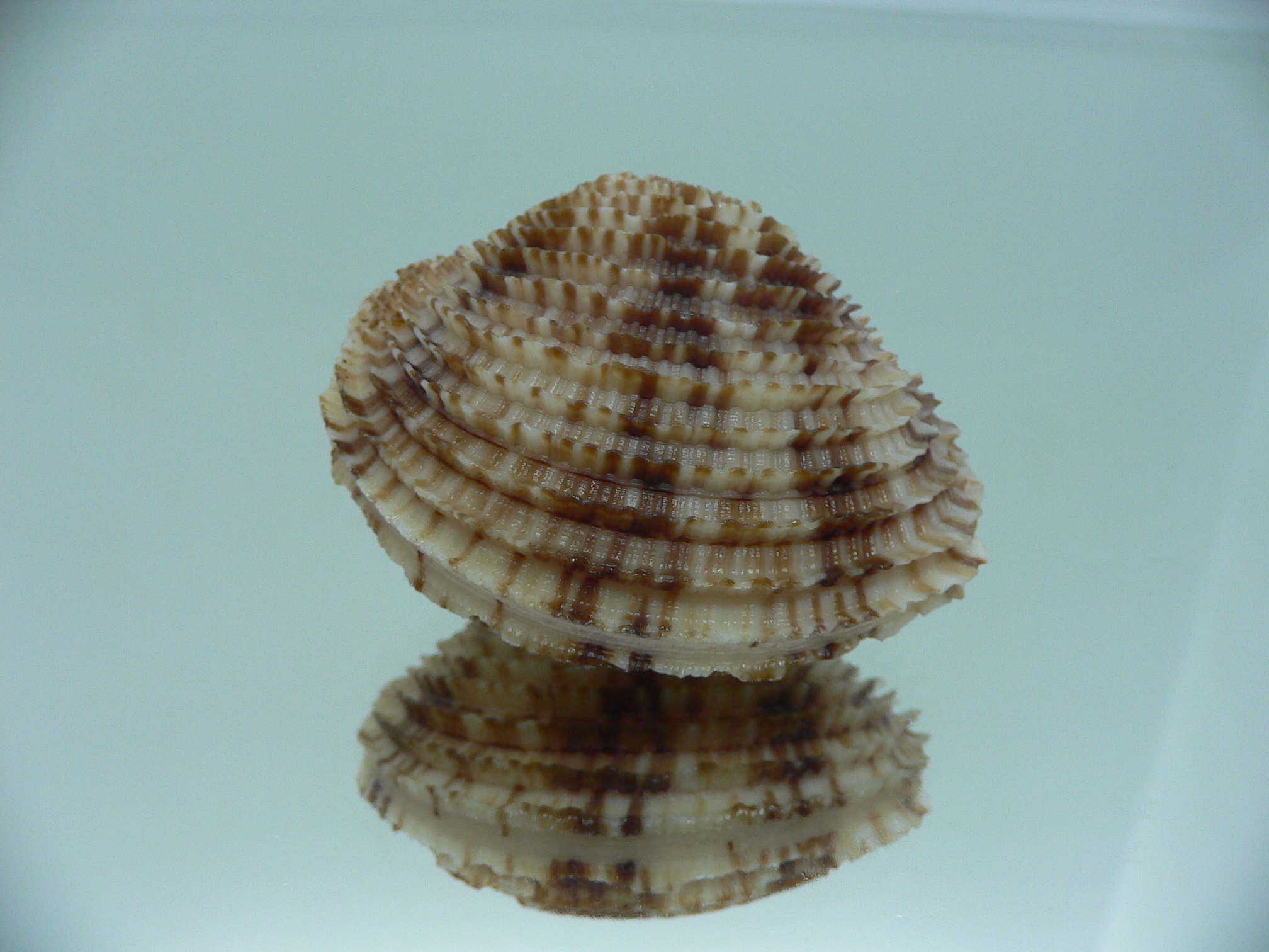 Antigona lamellaris QUEEN