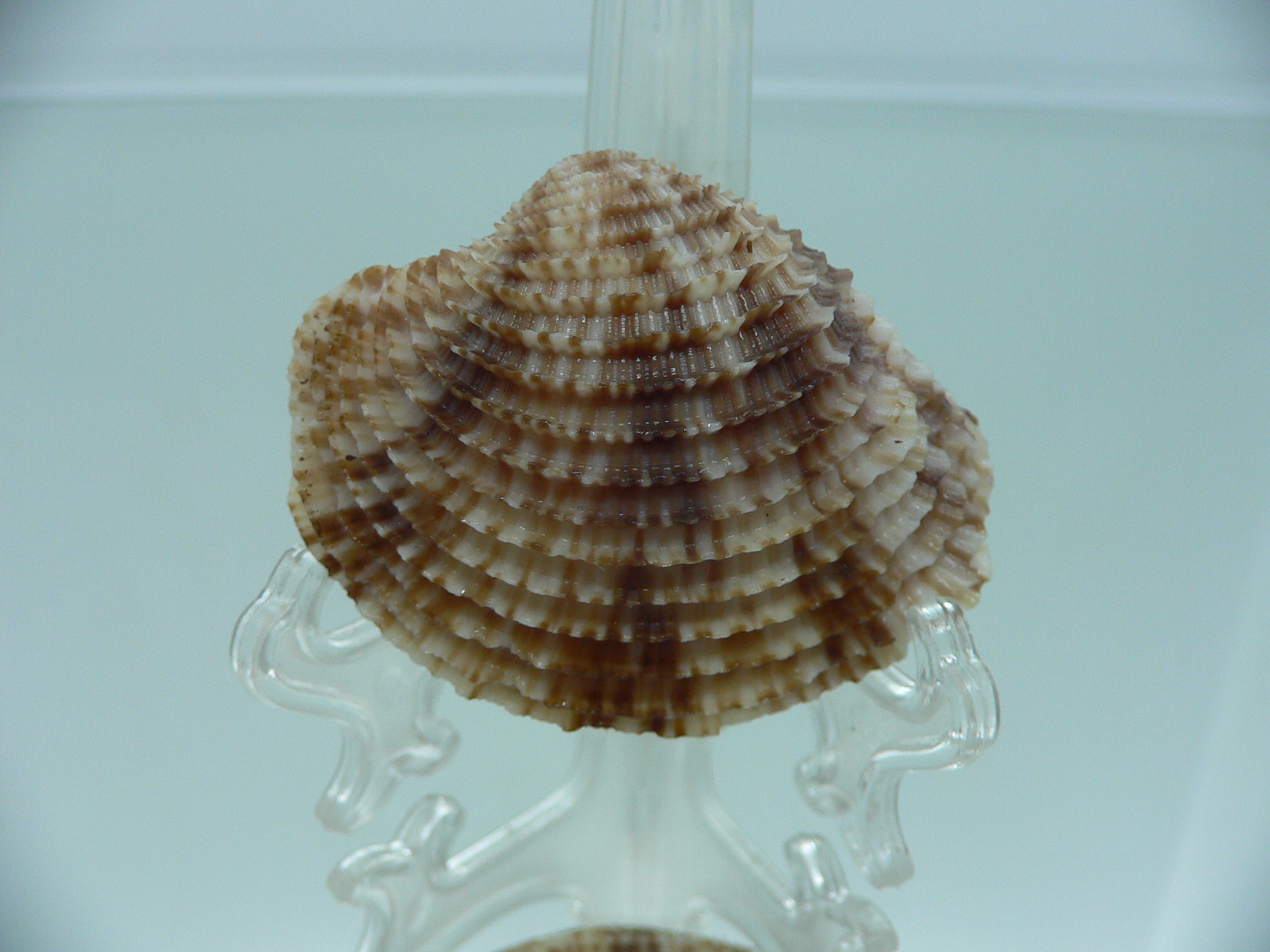 Antigona lamellaris QUEEN