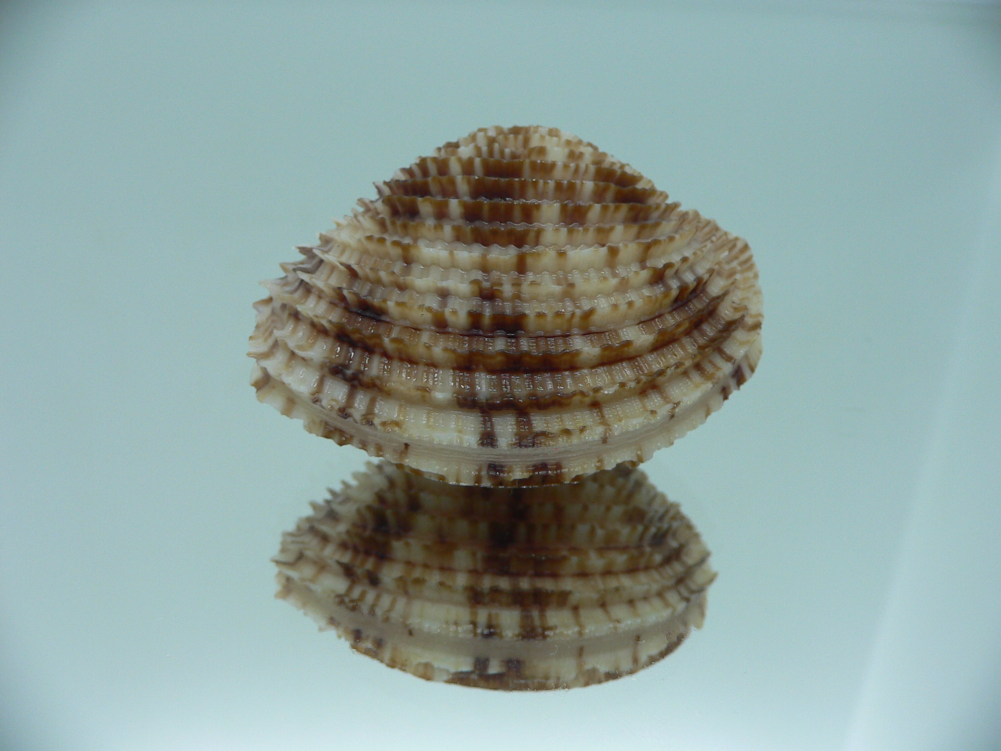 Antigona lamellaris QUEEN