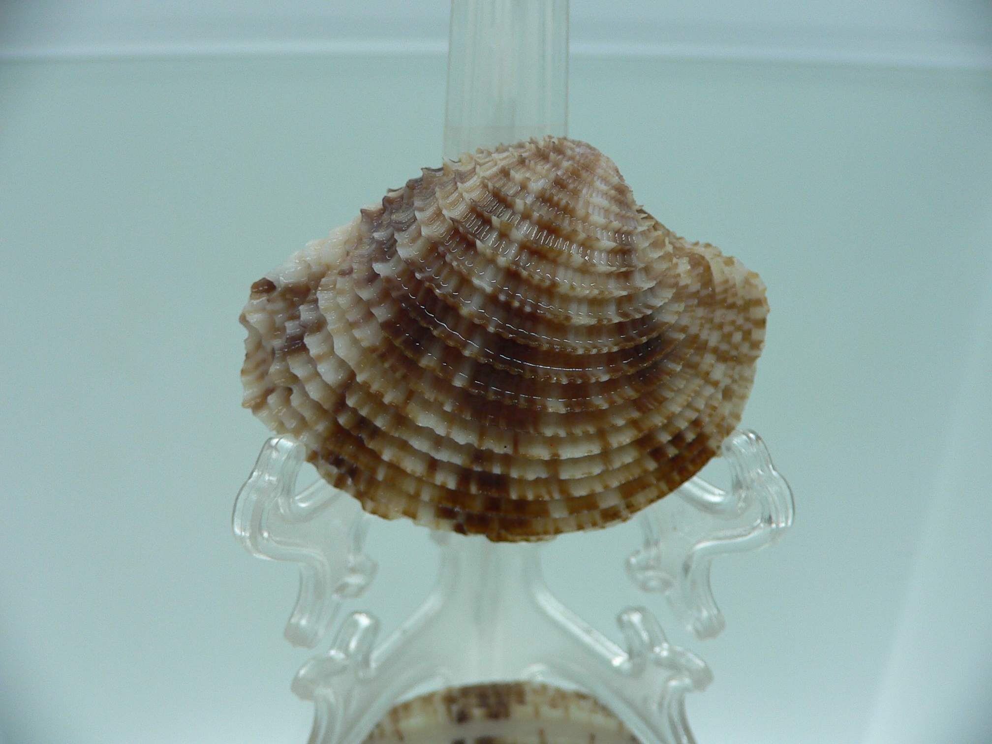 Antigona lamellaris QUEEN