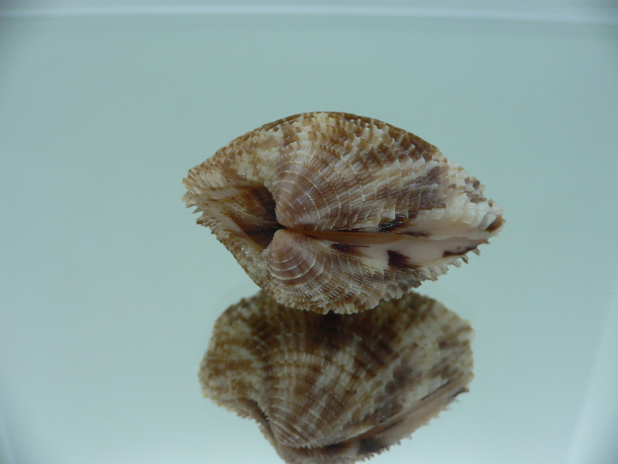 Antigona lamellaris QUEEN