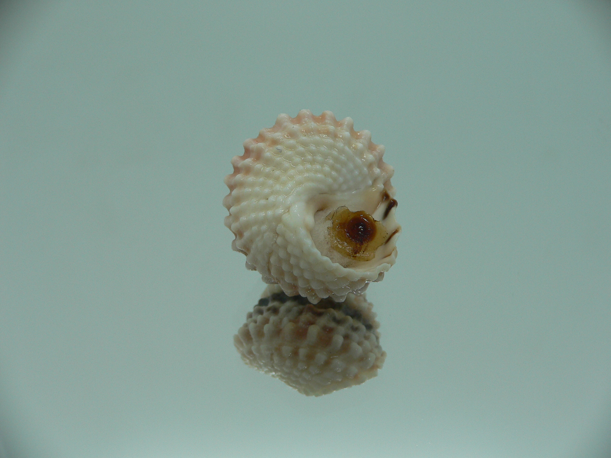 Tectarius tectumpersicum COLORFUL & BIG