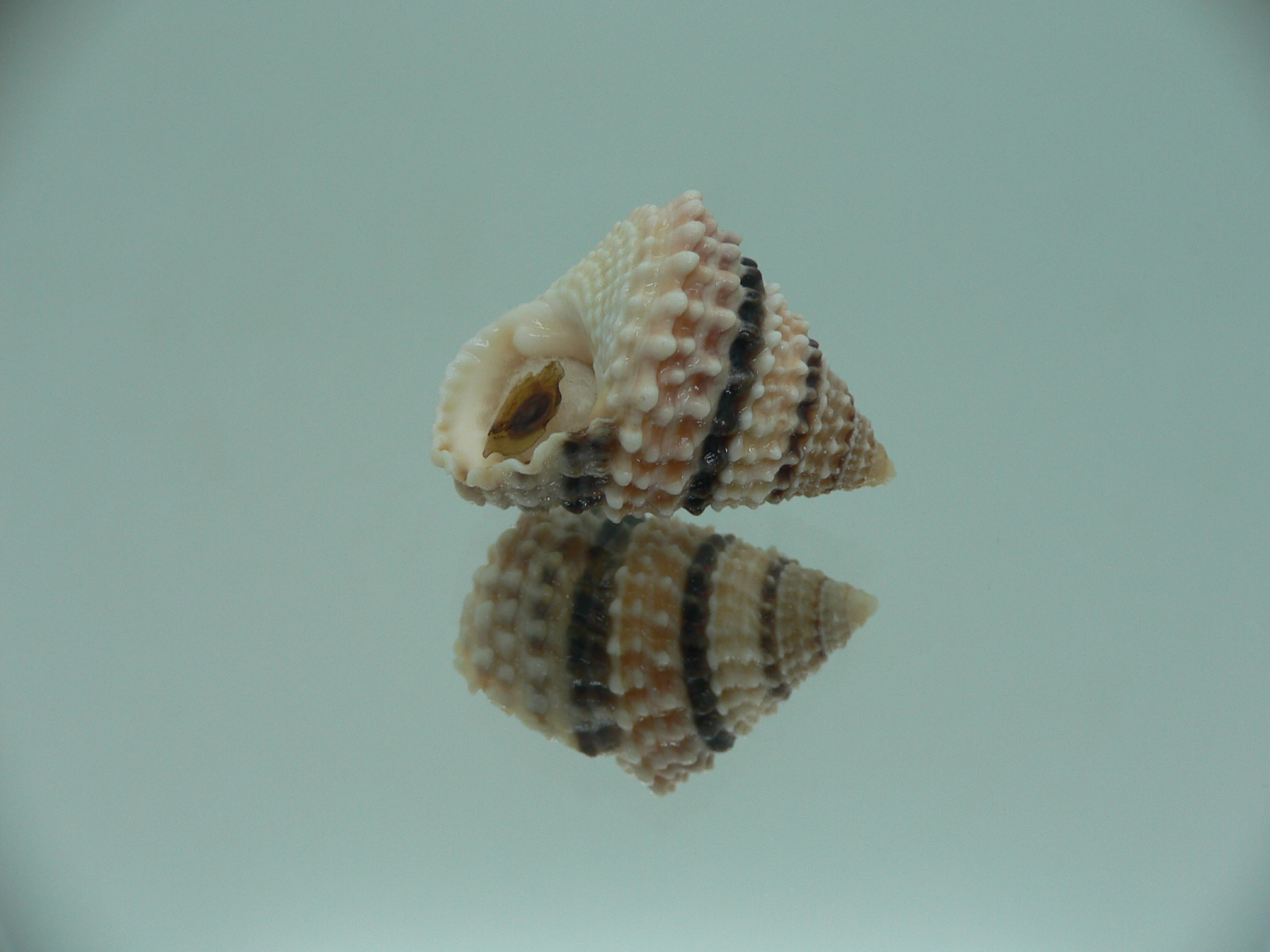 Tectarius tectumpersicum COLORFUL & BIG
