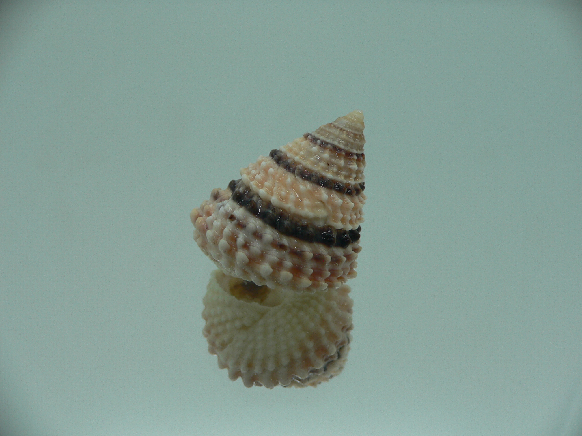 Tectarius tectumpersicum COLORFUL & BIG