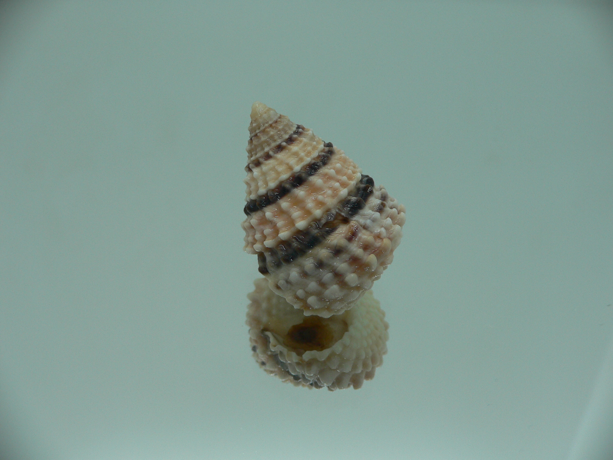 Tectarius tectumpersicum COLORFUL & BIG