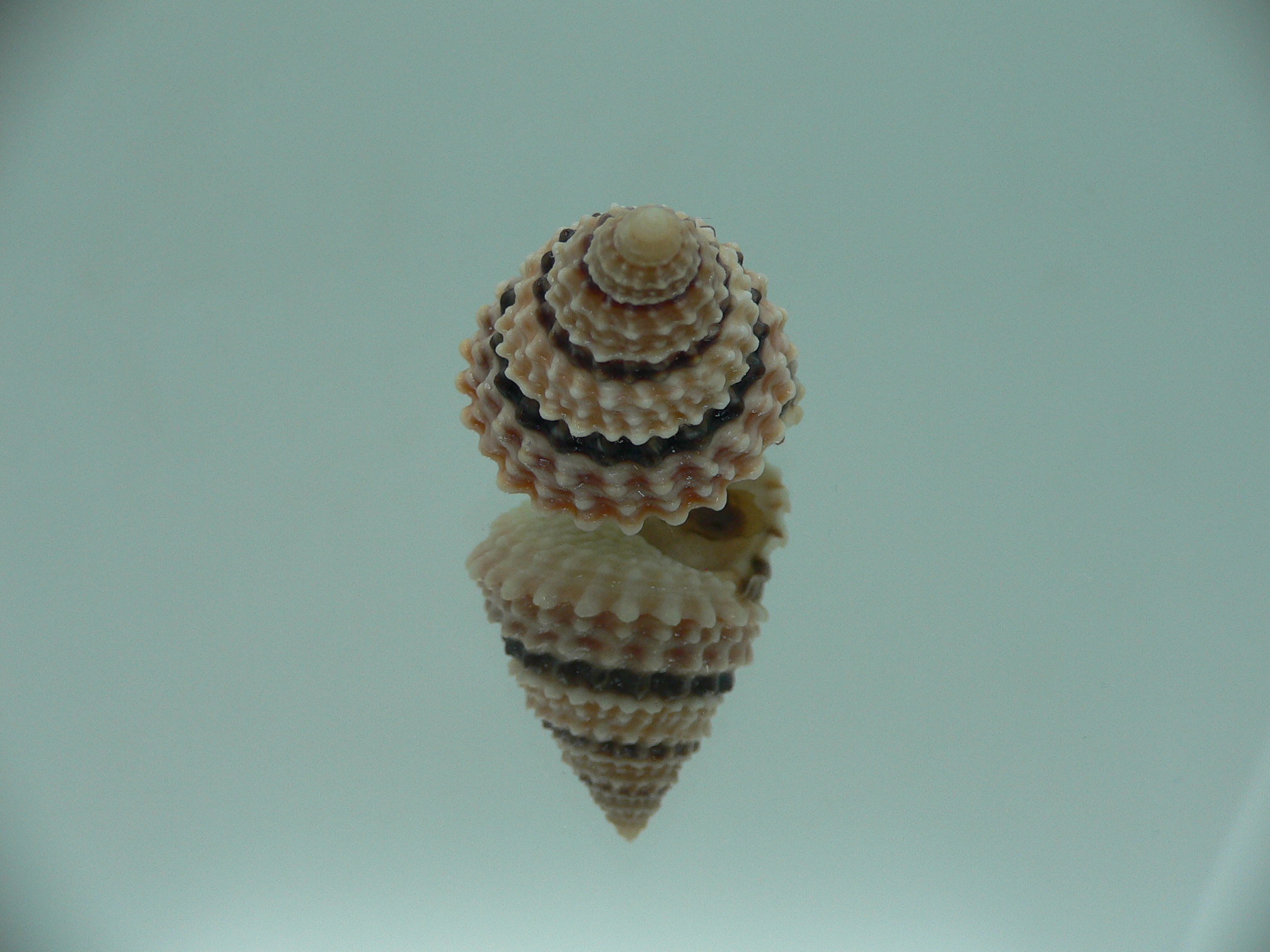 Tectarius tectumpersicum COLORFUL & BIG