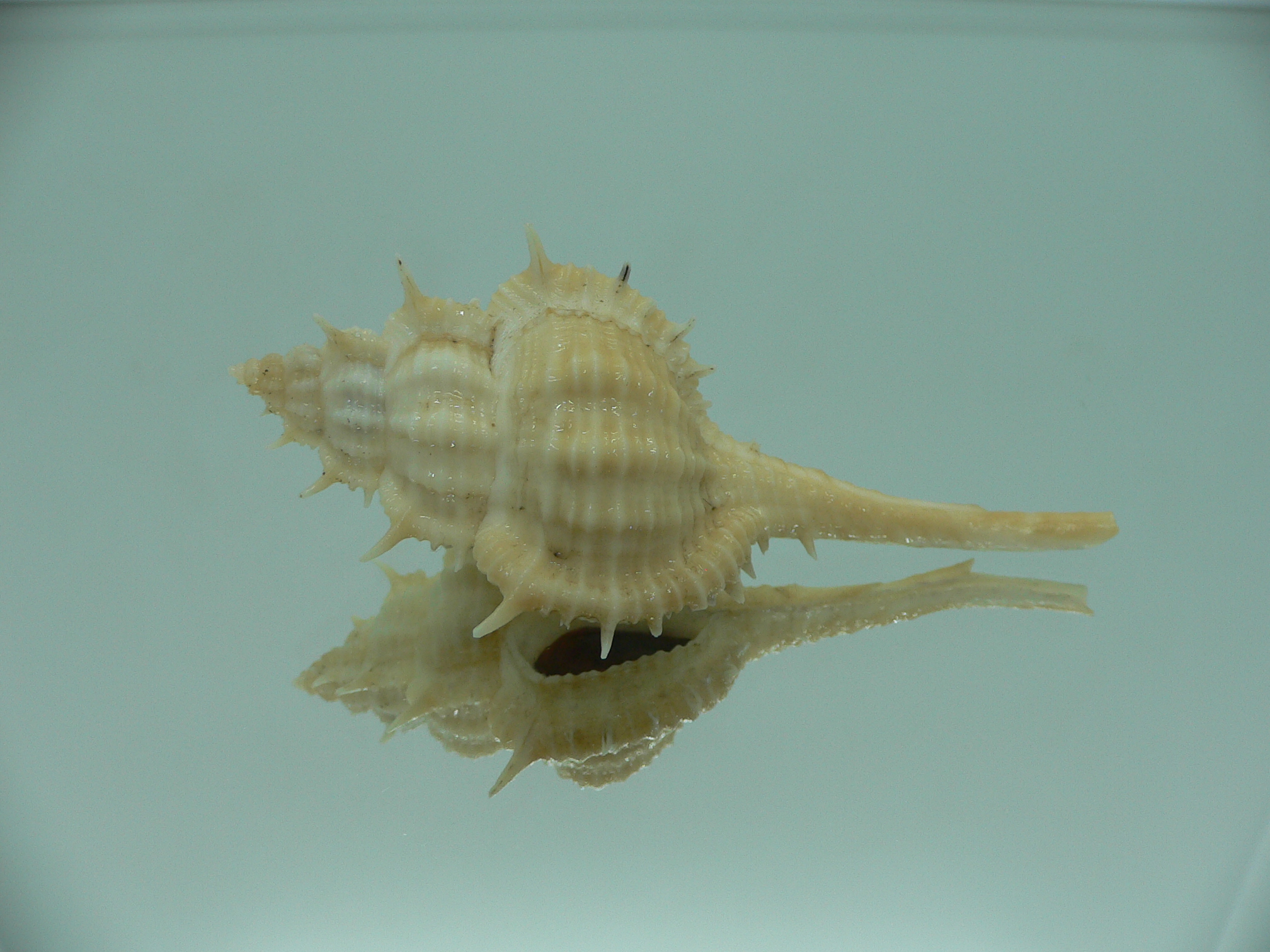 Vokesimurex mindanaoensis LIGHT