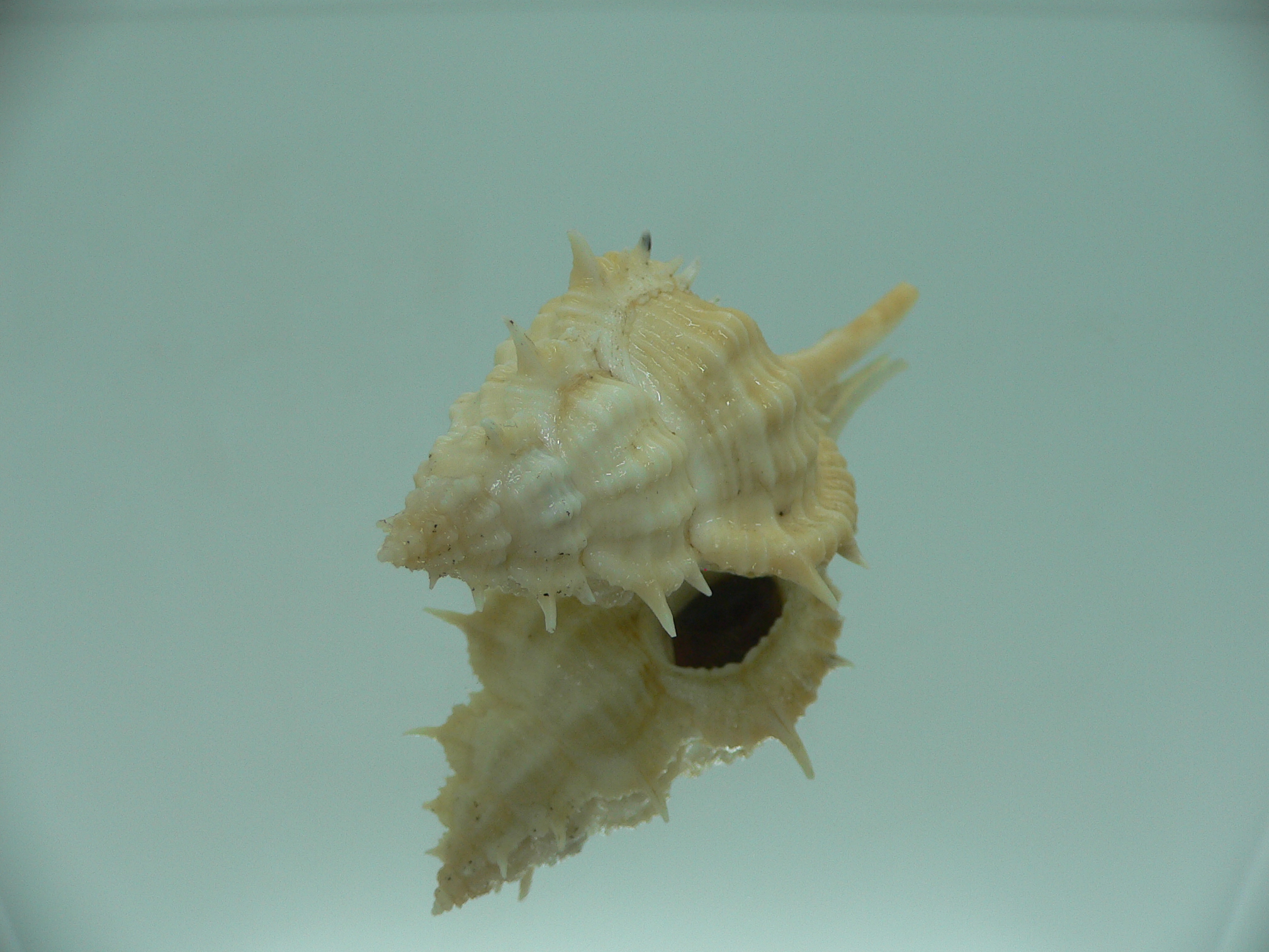 Vokesimurex mindanaoensis LIGHT