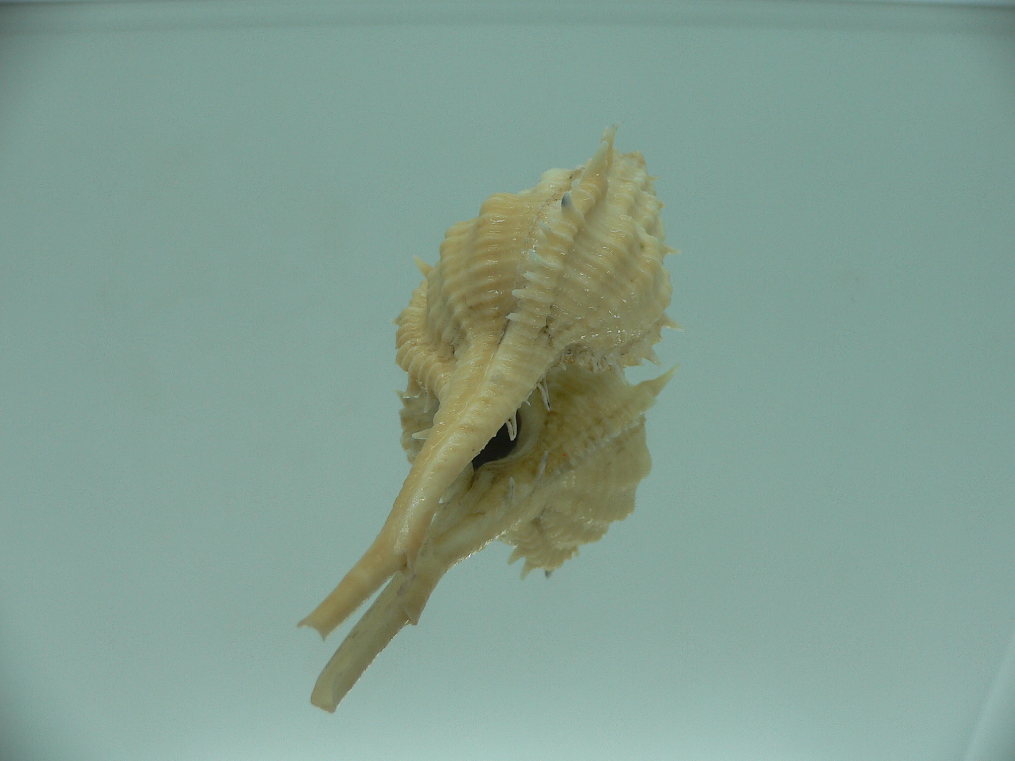 Vokesimurex mindanaoensis LIGHT