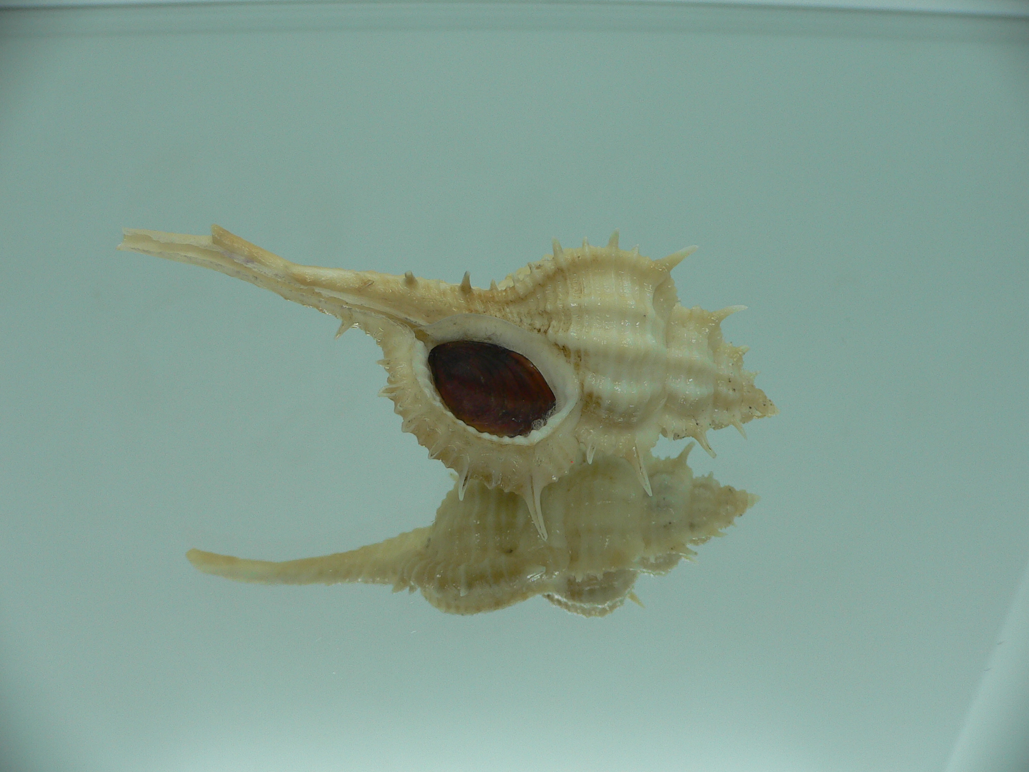 Vokesimurex mindanaoensis LIGHT