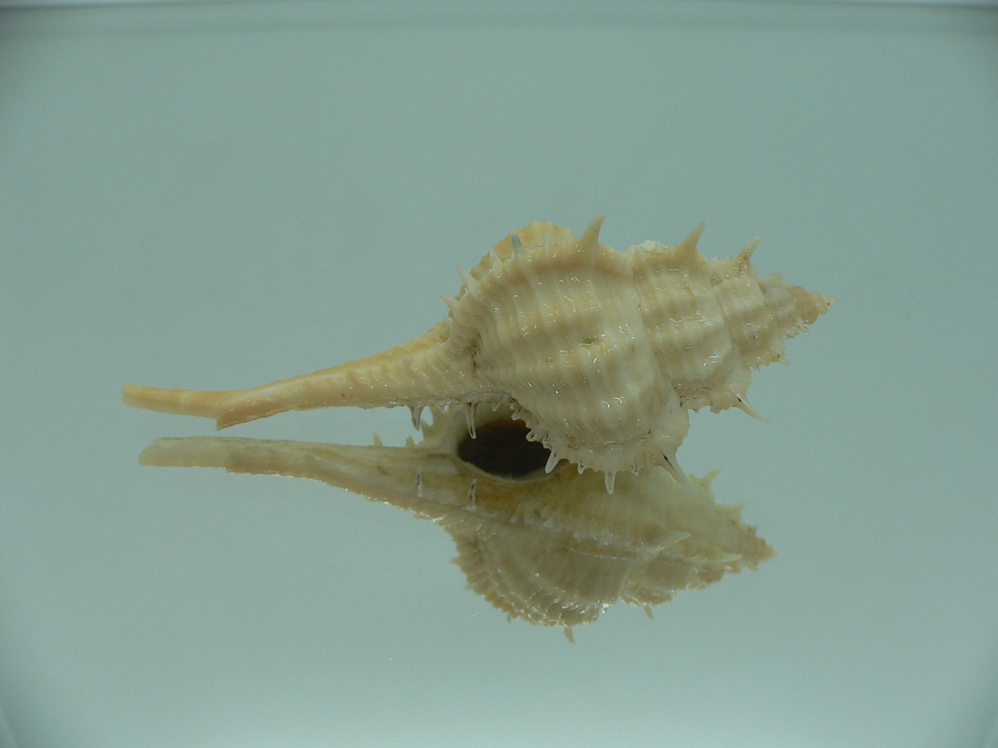 Vokesimurex mindanaoensis LIGHT