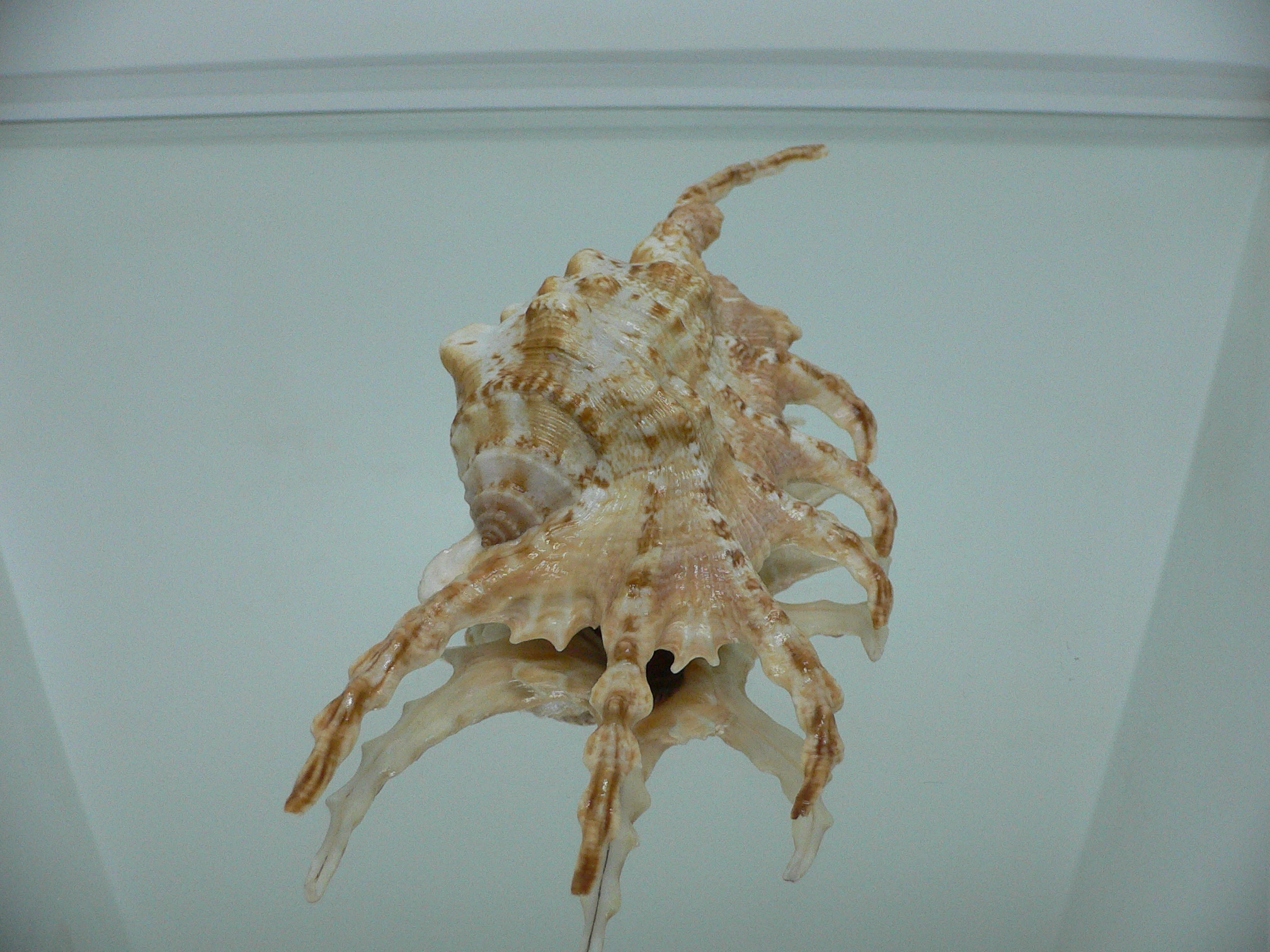 Lambis scorpius scorpius GOOD SIZE