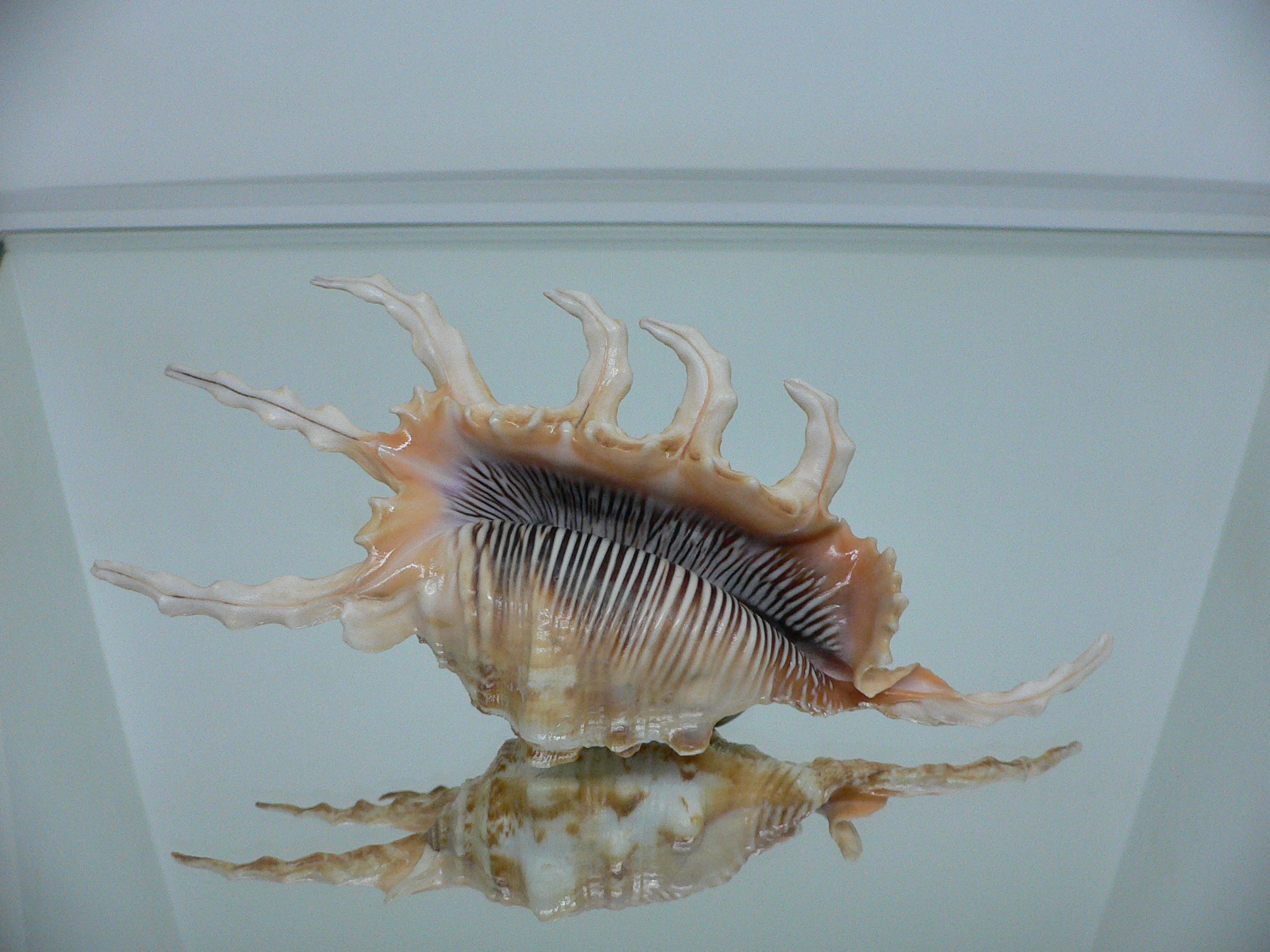 Lambis scorpius scorpius GOOD SIZE