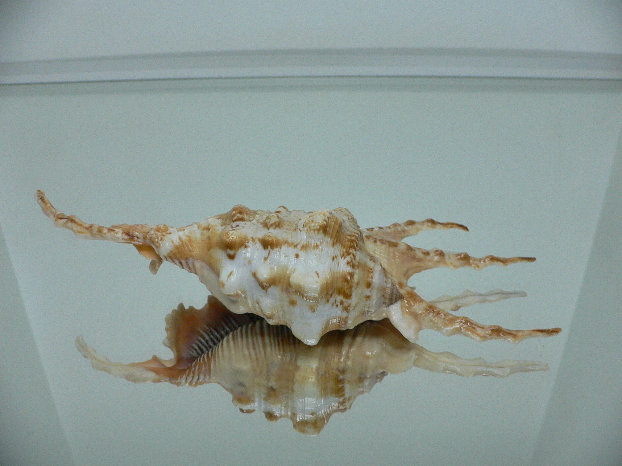 Lambis scorpius scorpius GOOD SIZE