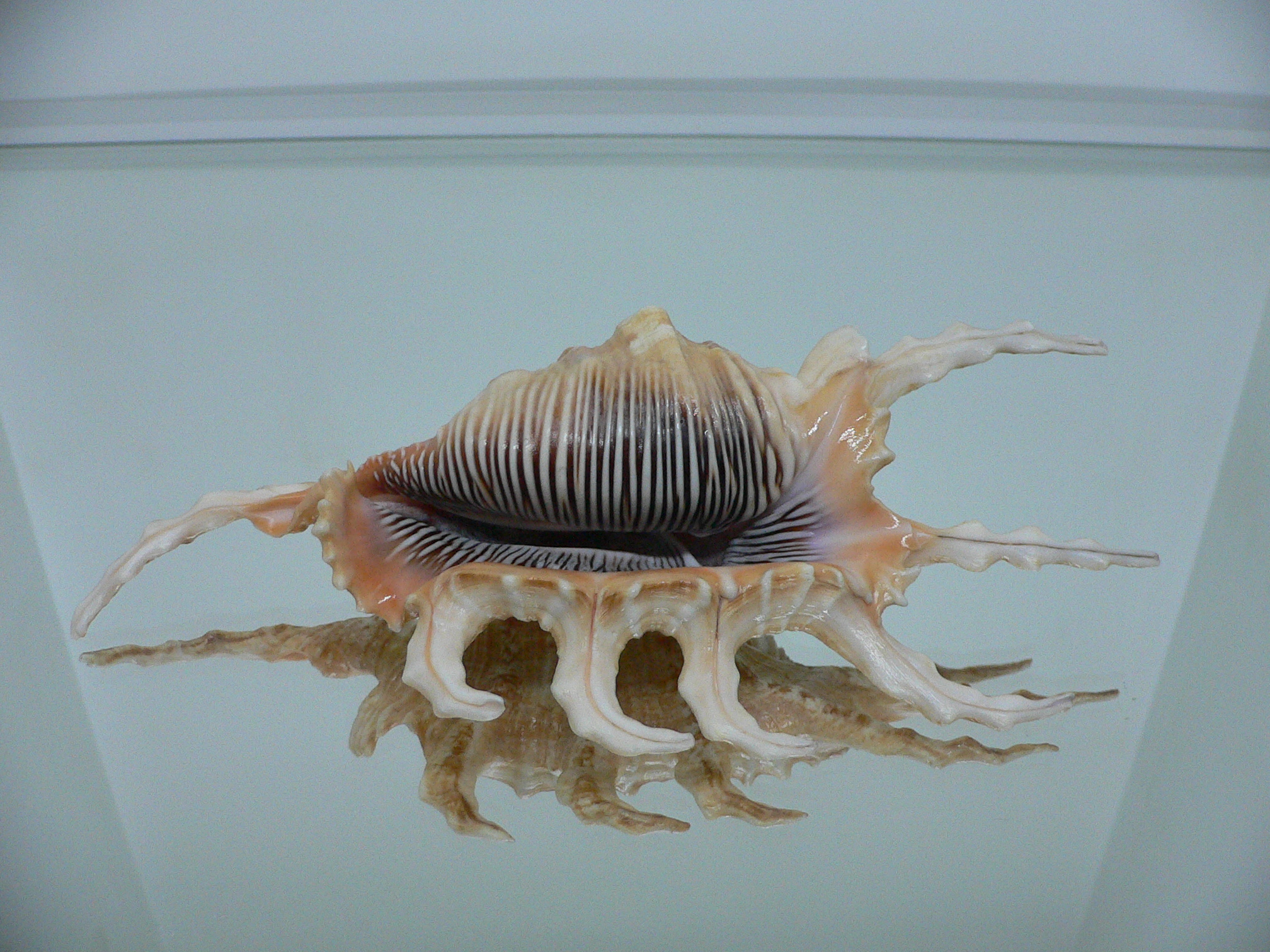 Lambis scorpius scorpius GOOD SIZE