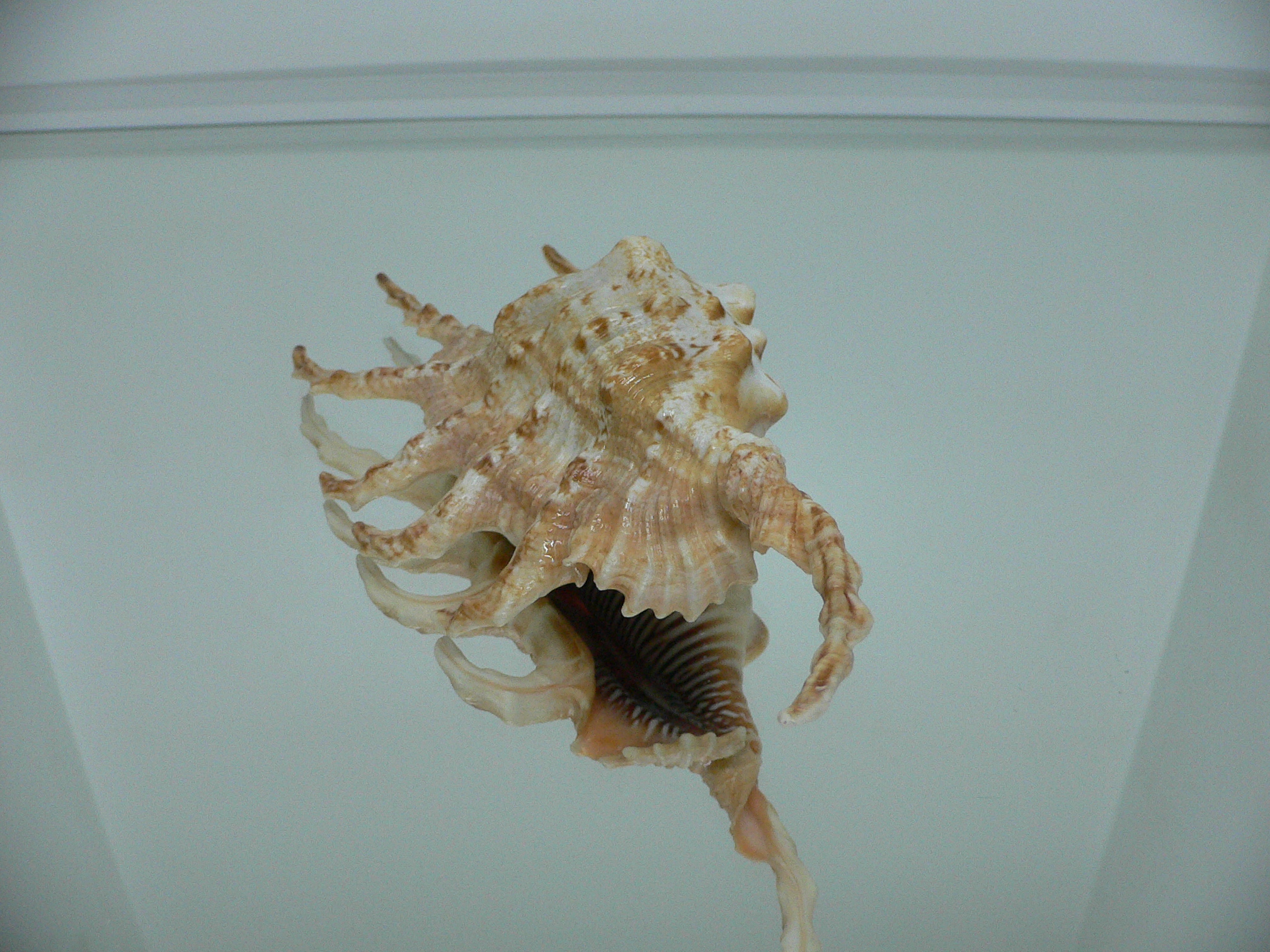 Lambis scorpius scorpius GOOD SIZE