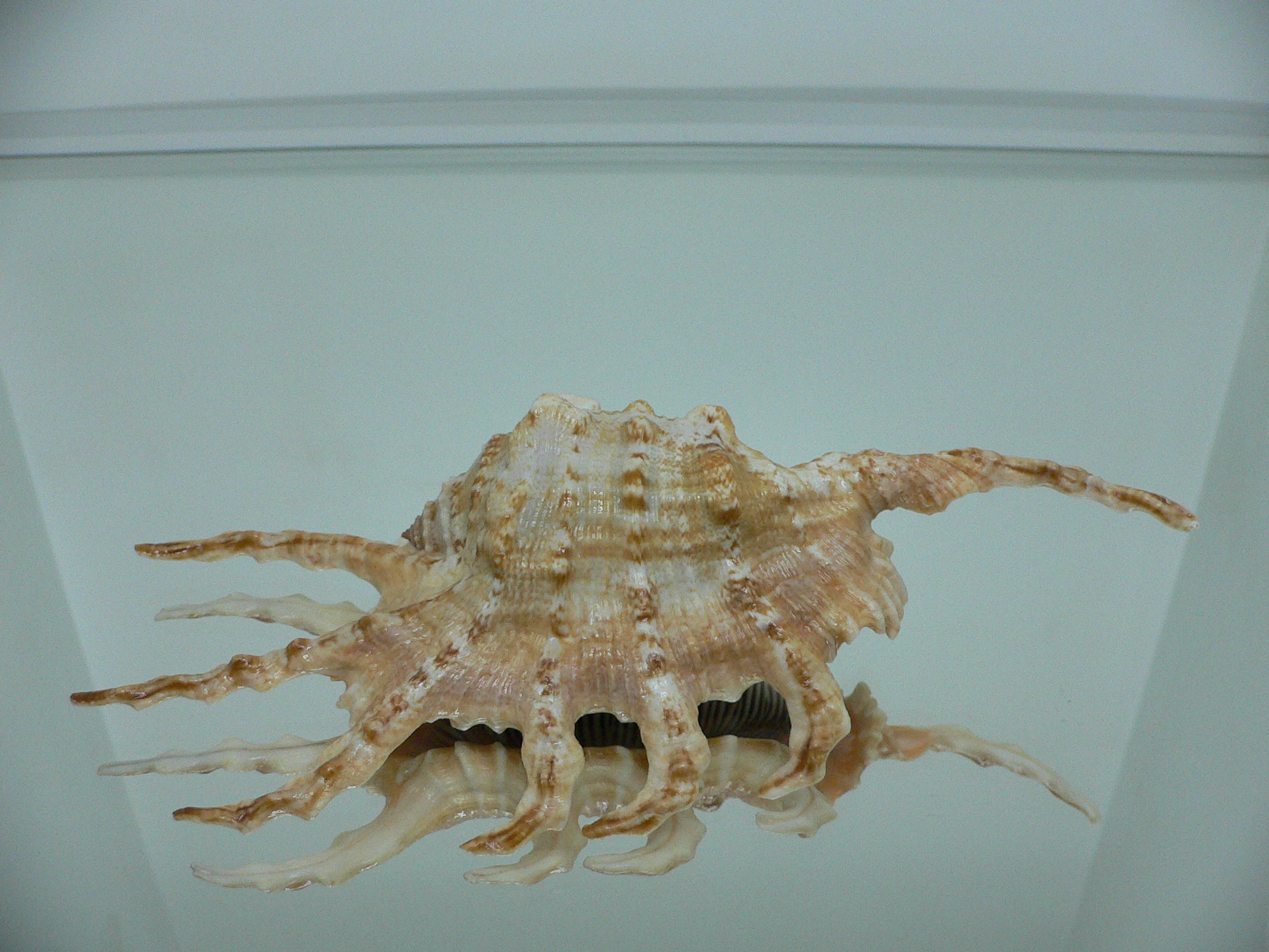 Lambis scorpius scorpius GOOD SIZE