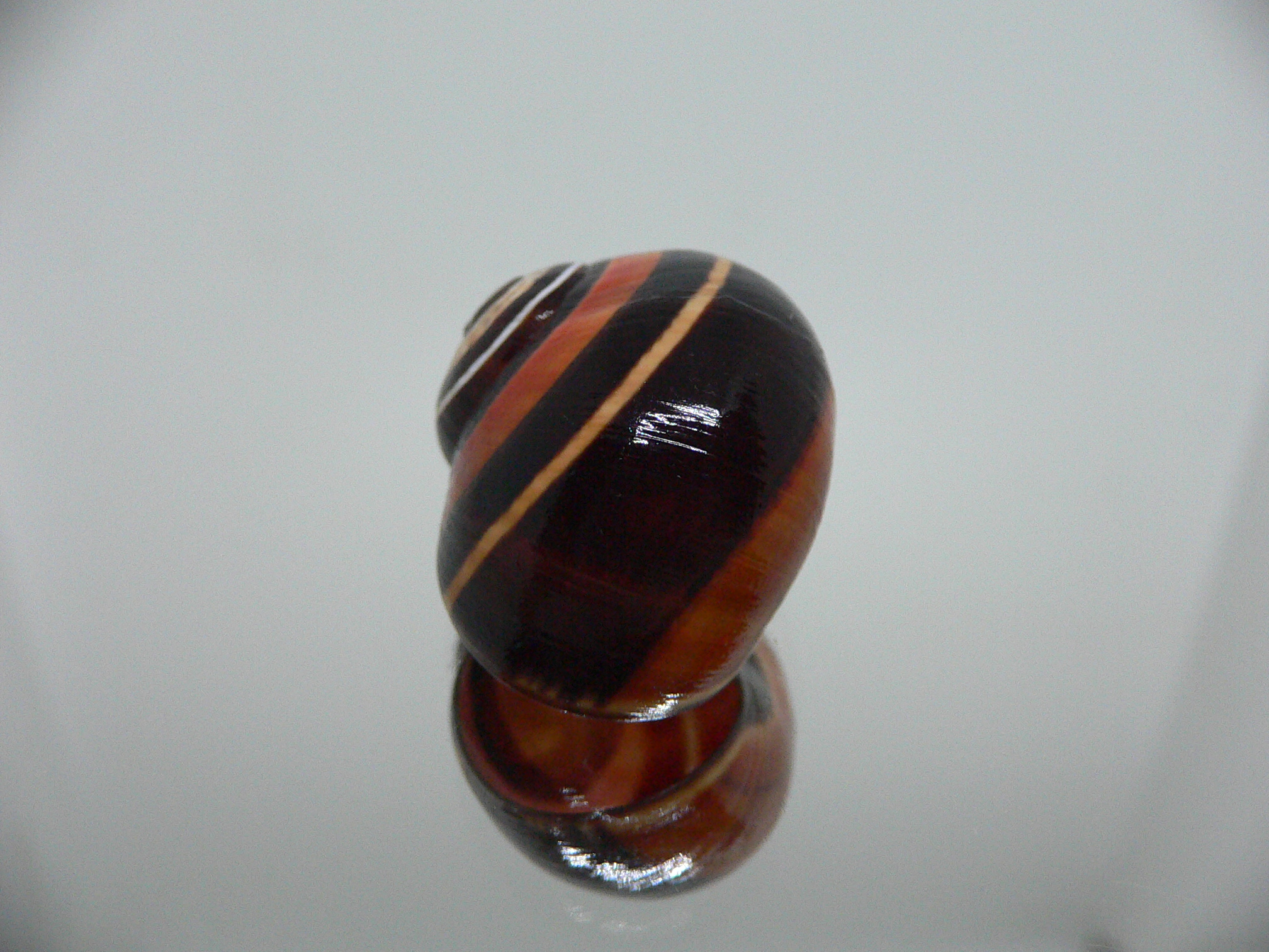 Polymita picta iolimbata RARE & ENDEMIC & DARK