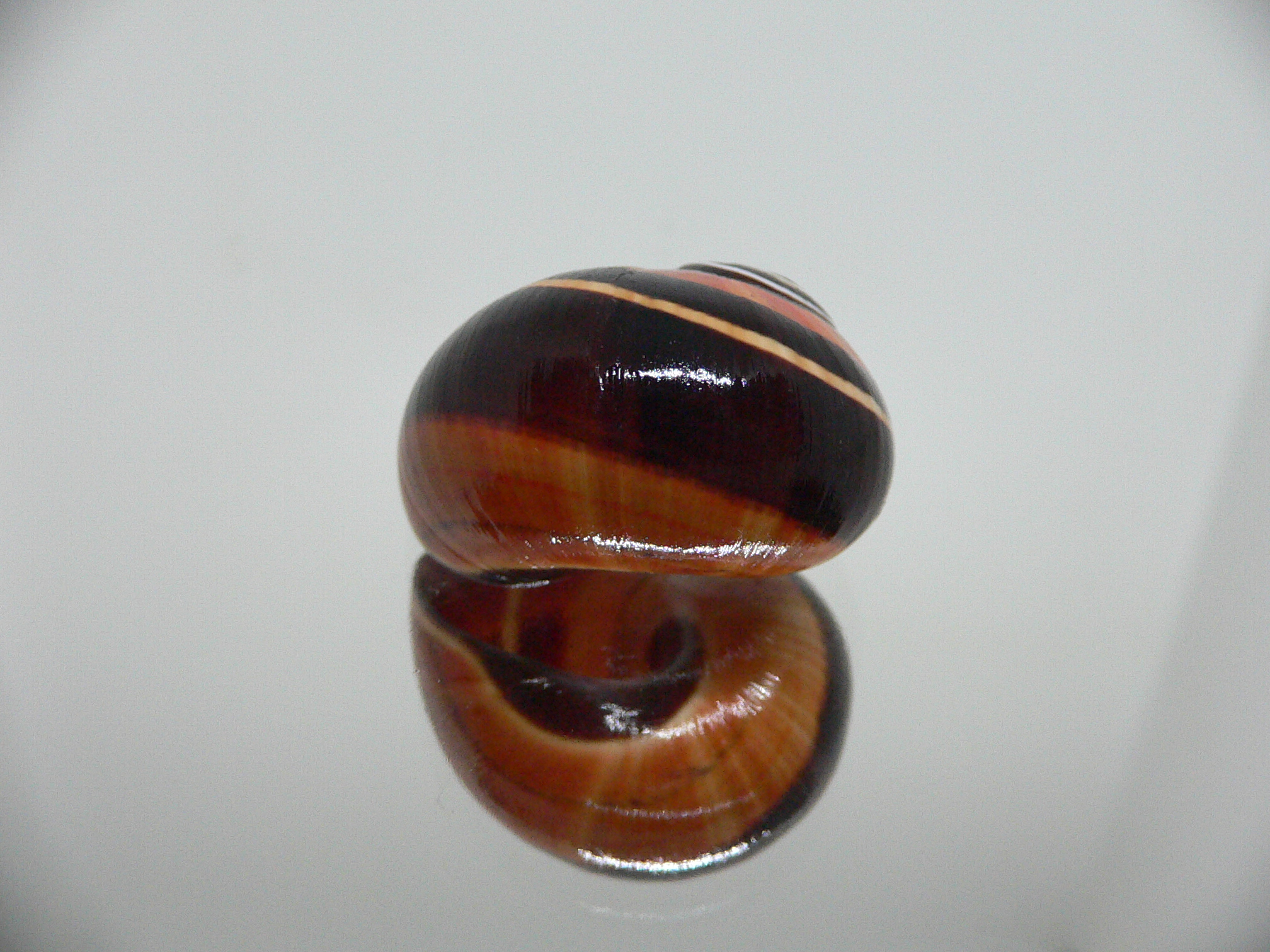 Polymita picta iolimbata RARE & ENDEMIC & DARK