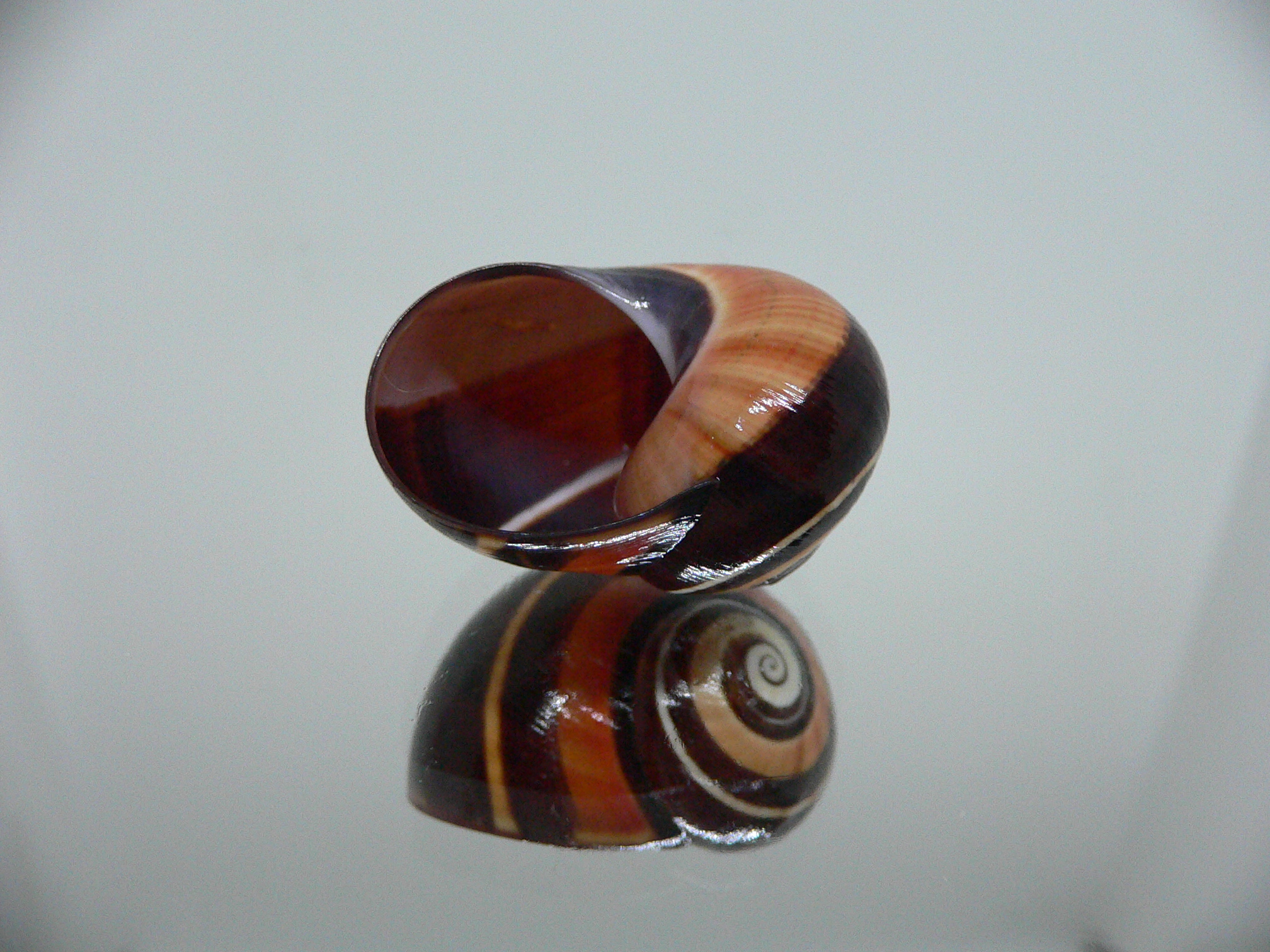 Polymita picta iolimbata RARE & ENDEMIC & DARK