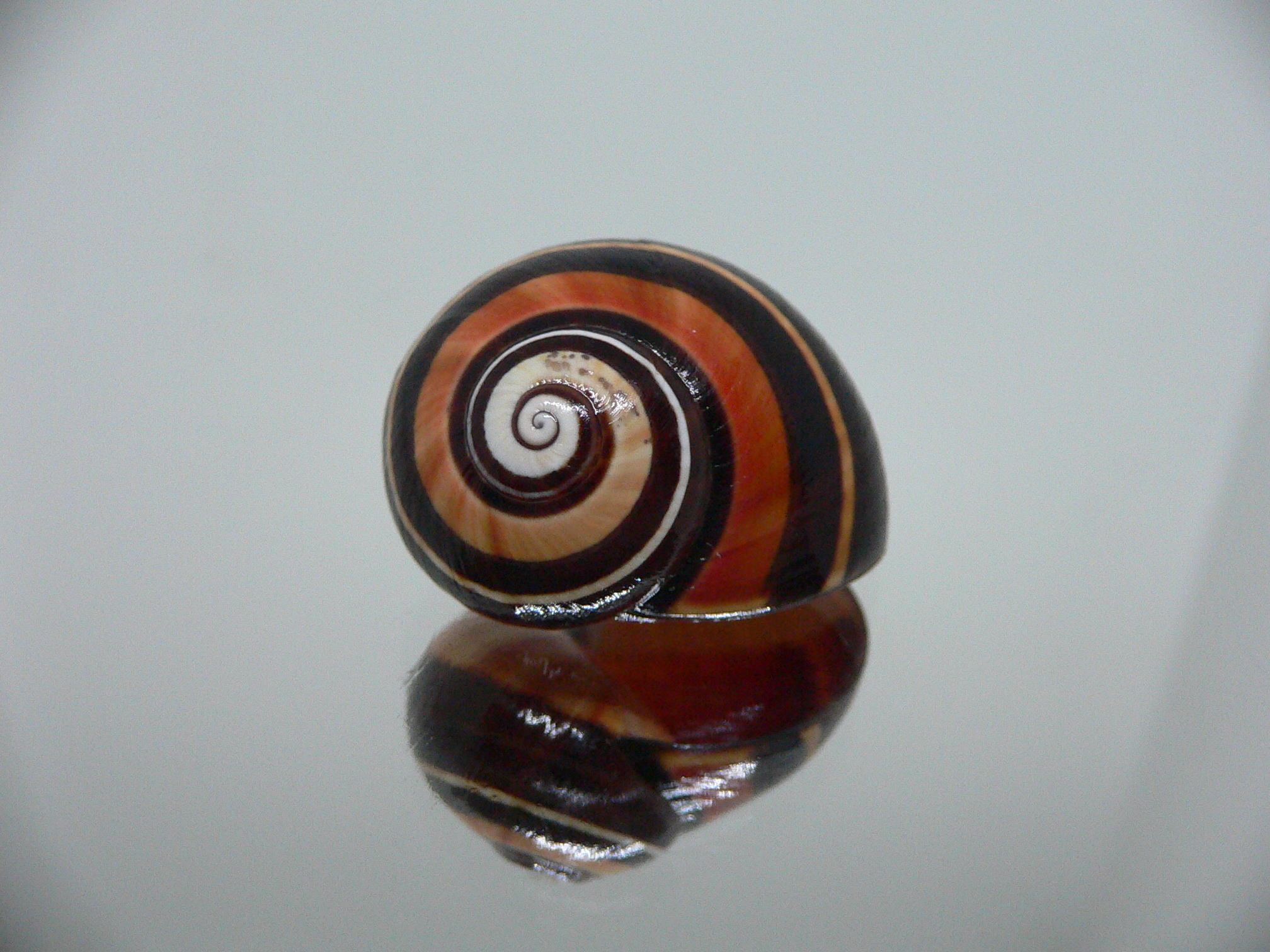 Polymita picta iolimbata RARE & ENDEMIC & DARK