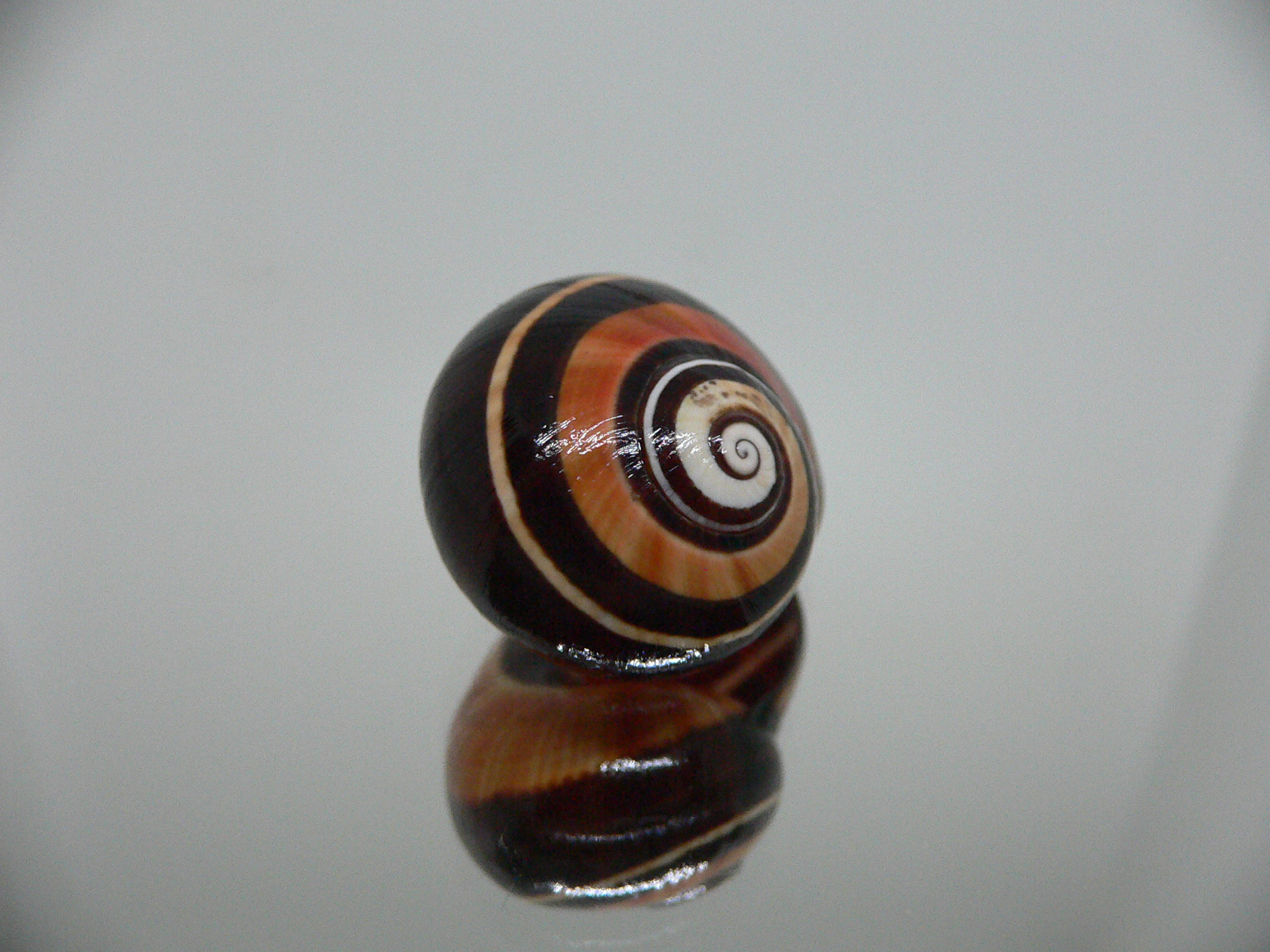 Polymita picta iolimbata RARE & ENDEMIC & DARK