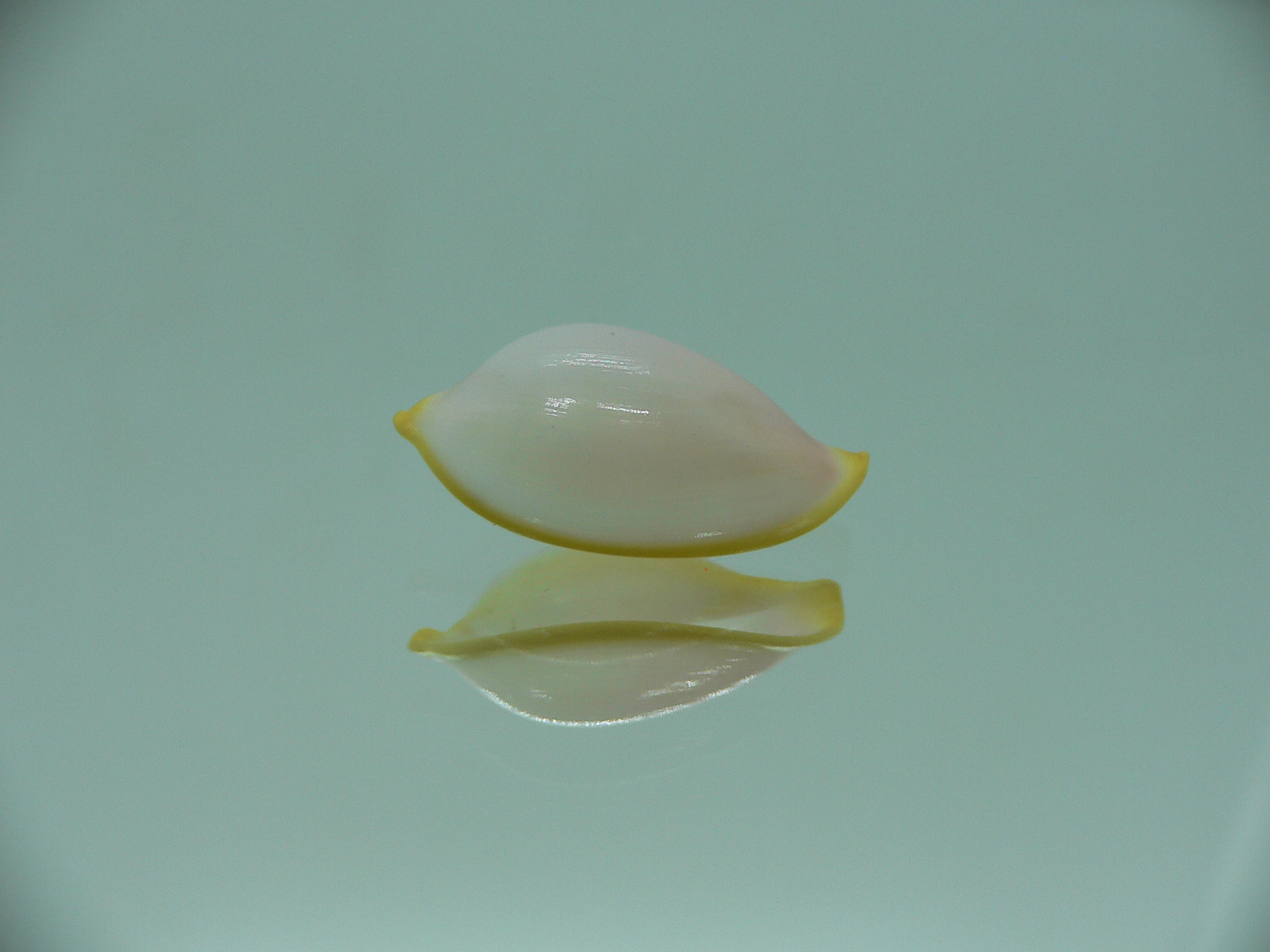 Contrasimnia xanthochila 3