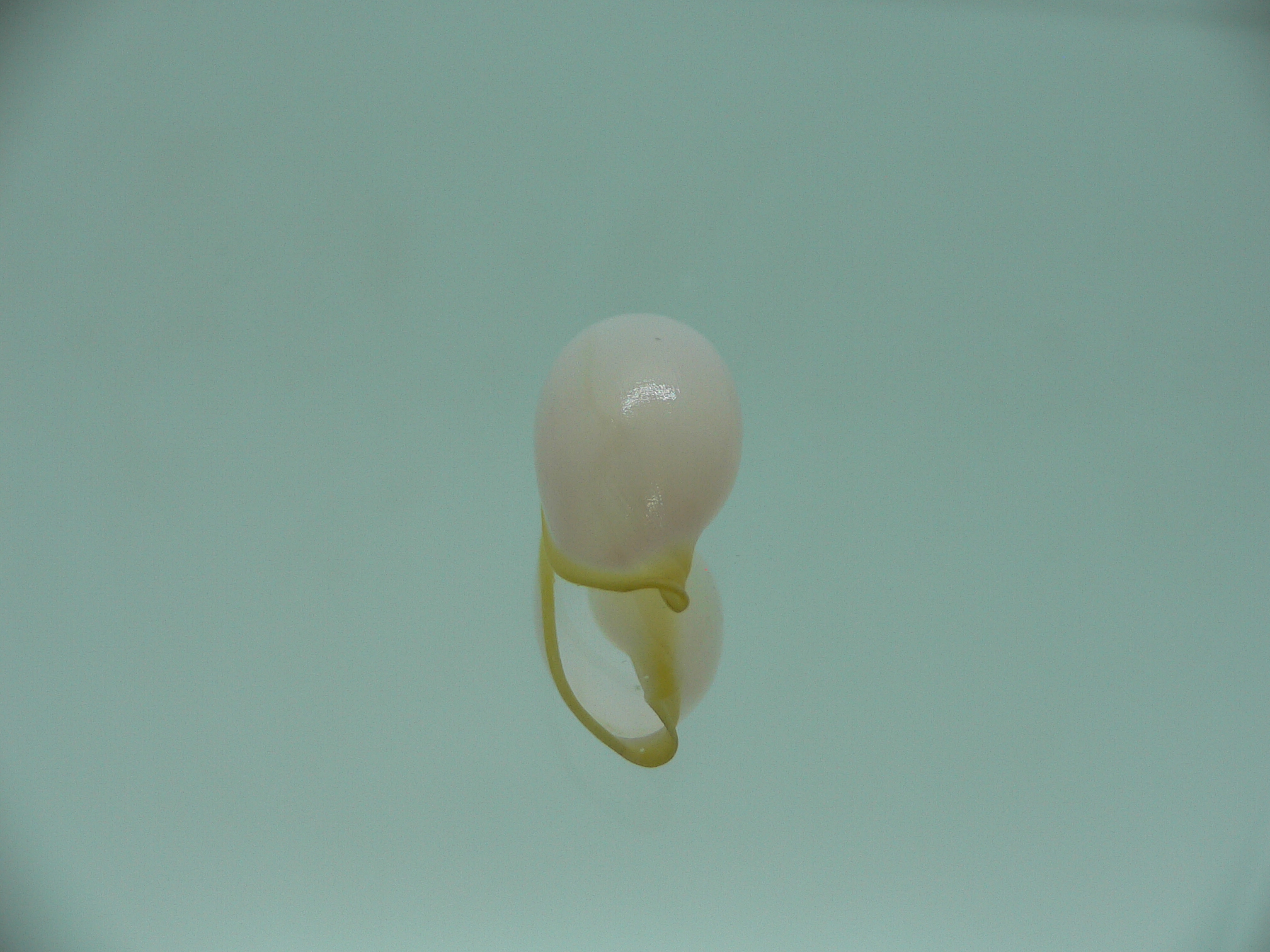 Contrasimnia xanthochila 3