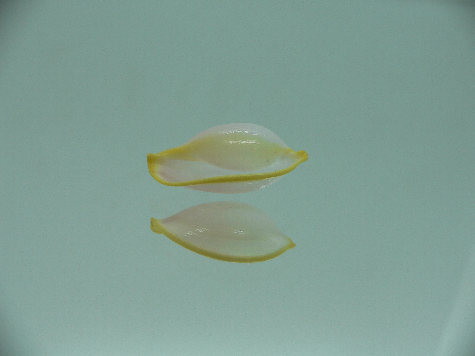 Contrasimnia xanthochila 3