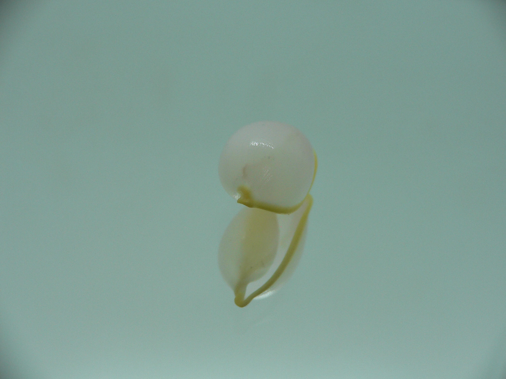 Contrasimnia xanthochila 3