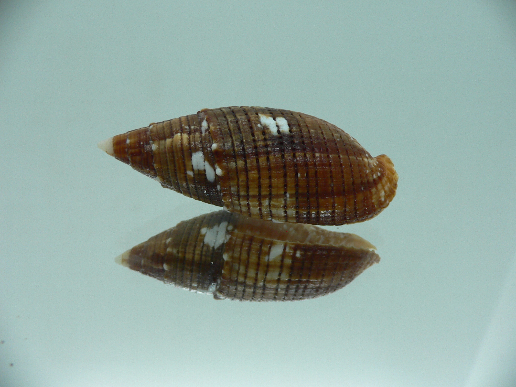 Strigatella imperialis IDEAL