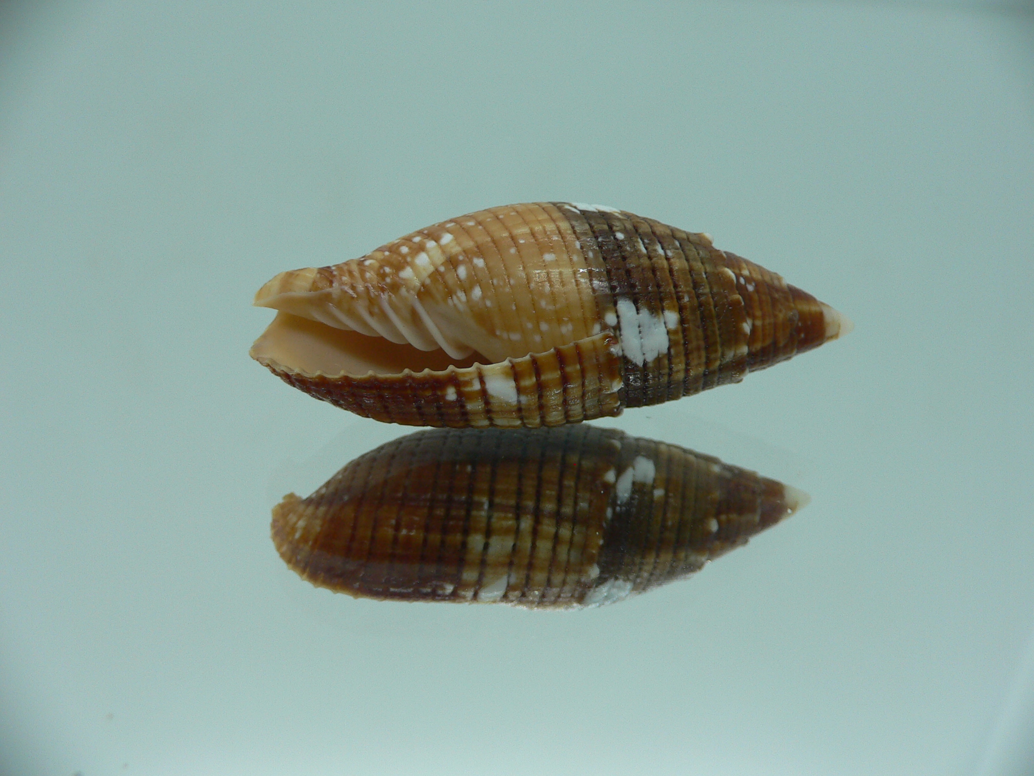 Strigatella imperialis IDEAL