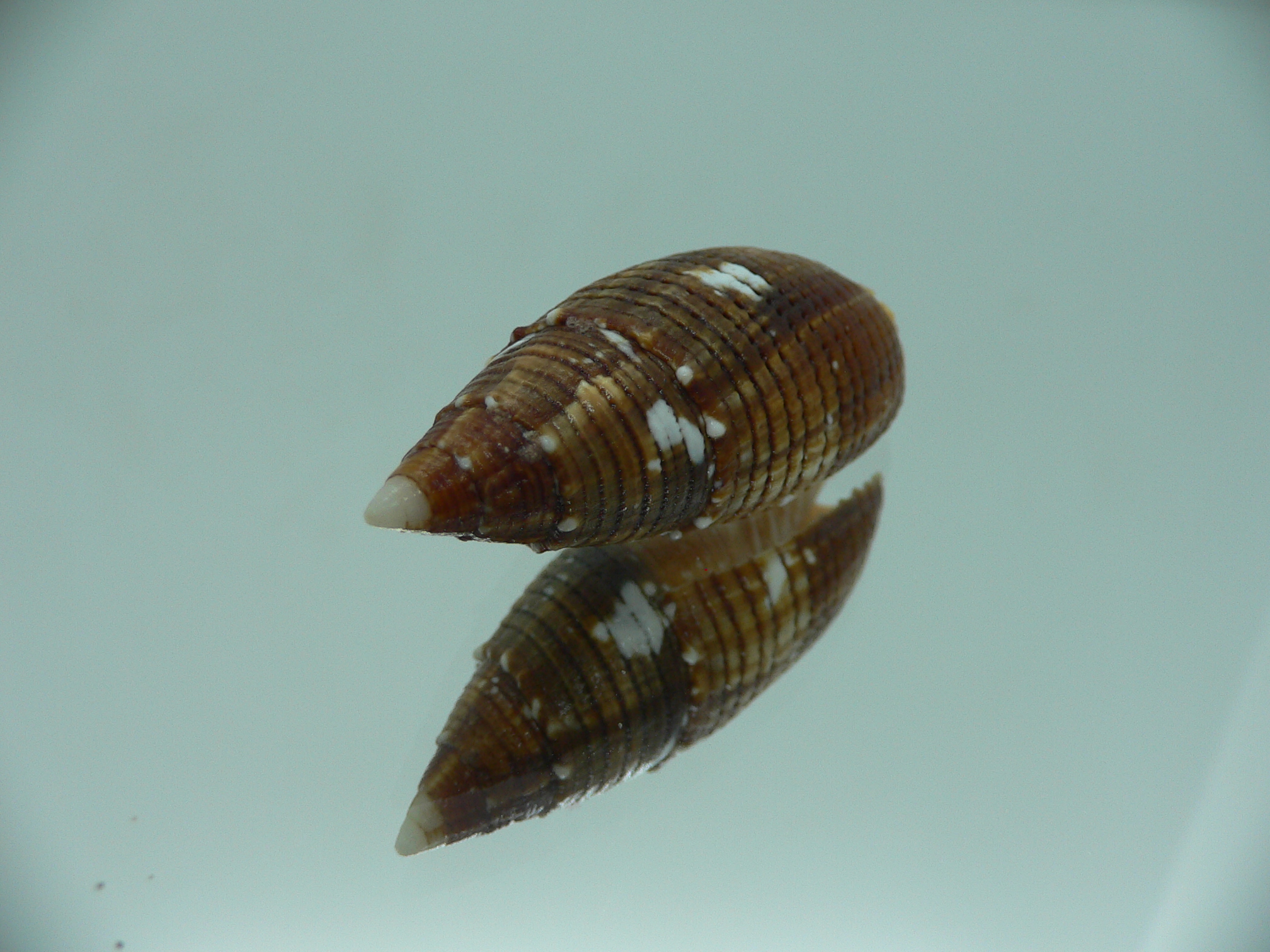 Strigatella imperialis IDEAL