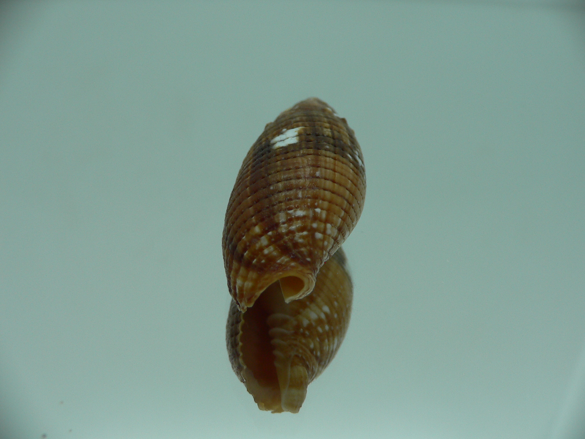 Strigatella imperialis IDEAL