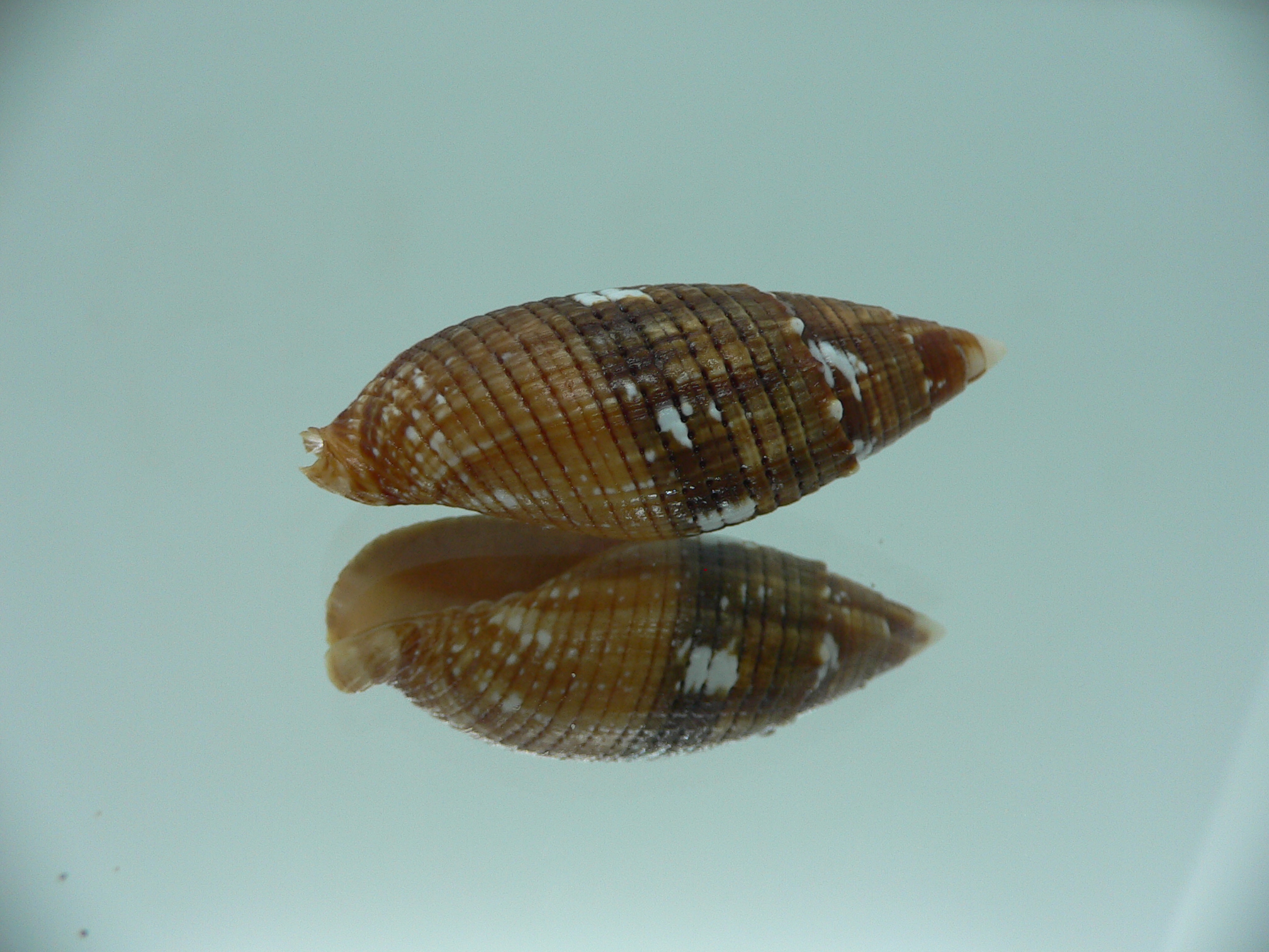 Strigatella imperialis IDEAL