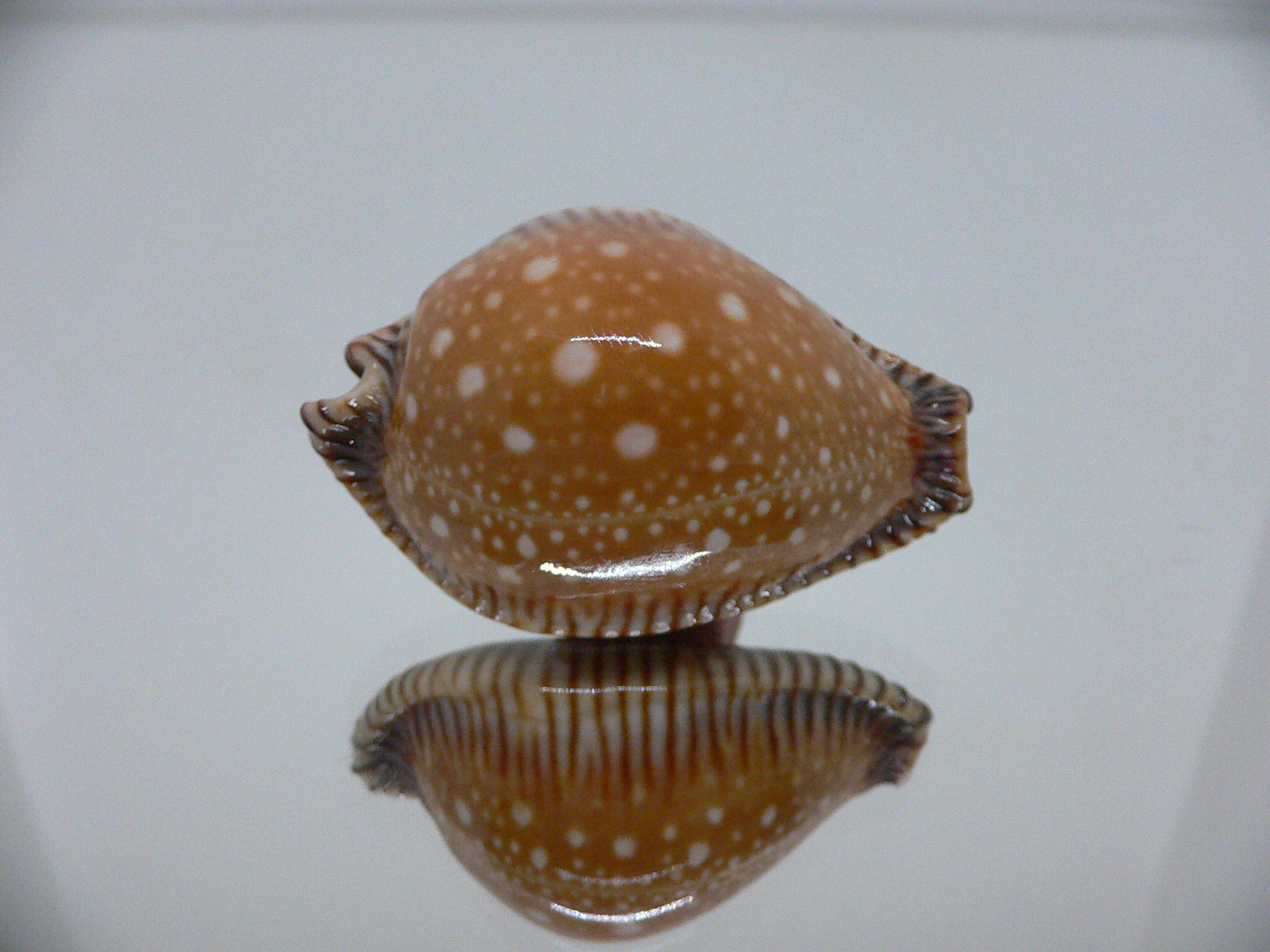 Cypraea guttata surinensis SUPER COLOR