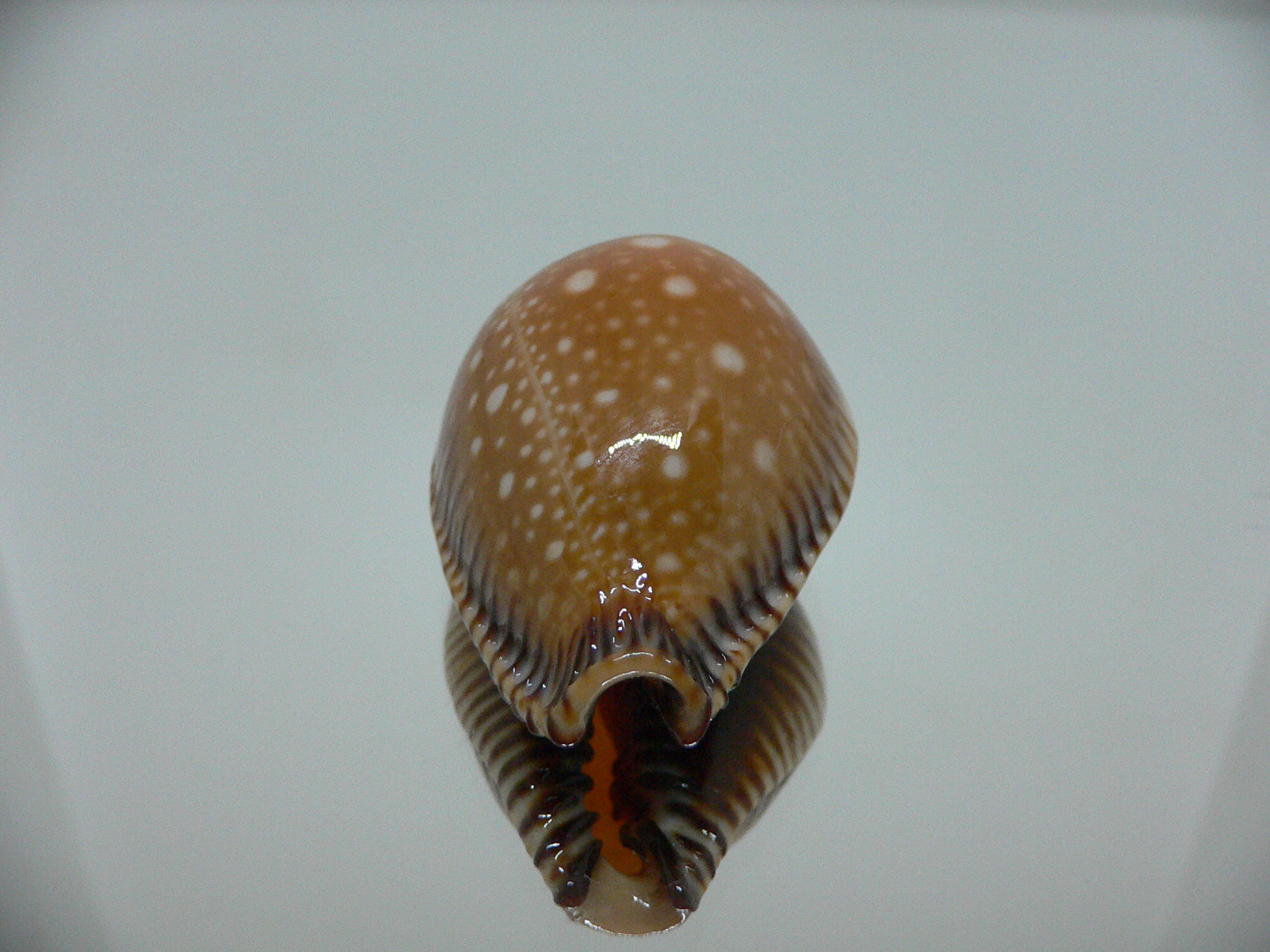 Cypraea guttata surinensis SUPER COLOR