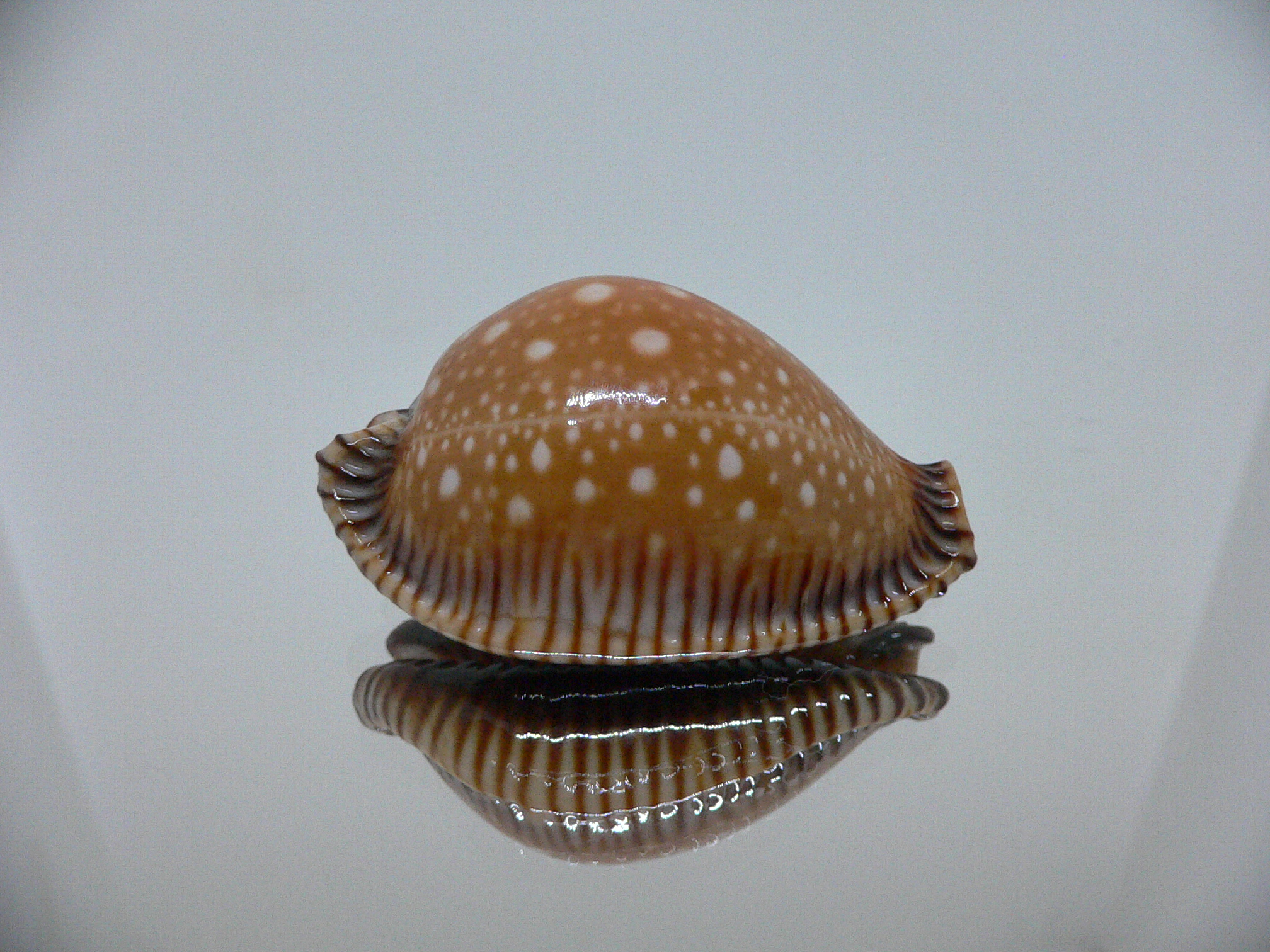 Cypraea guttata surinensis SUPER COLOR
