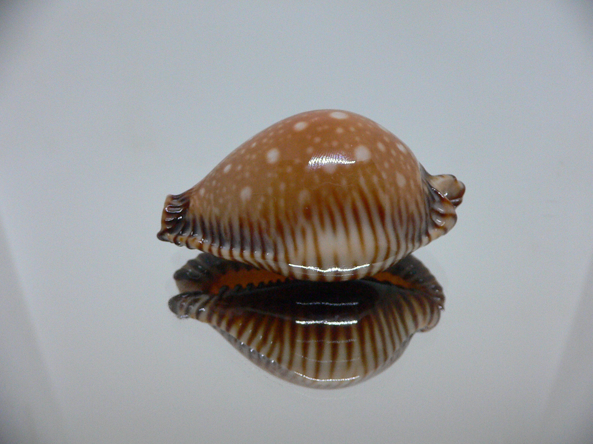 Cypraea guttata surinensis SUPER COLOR