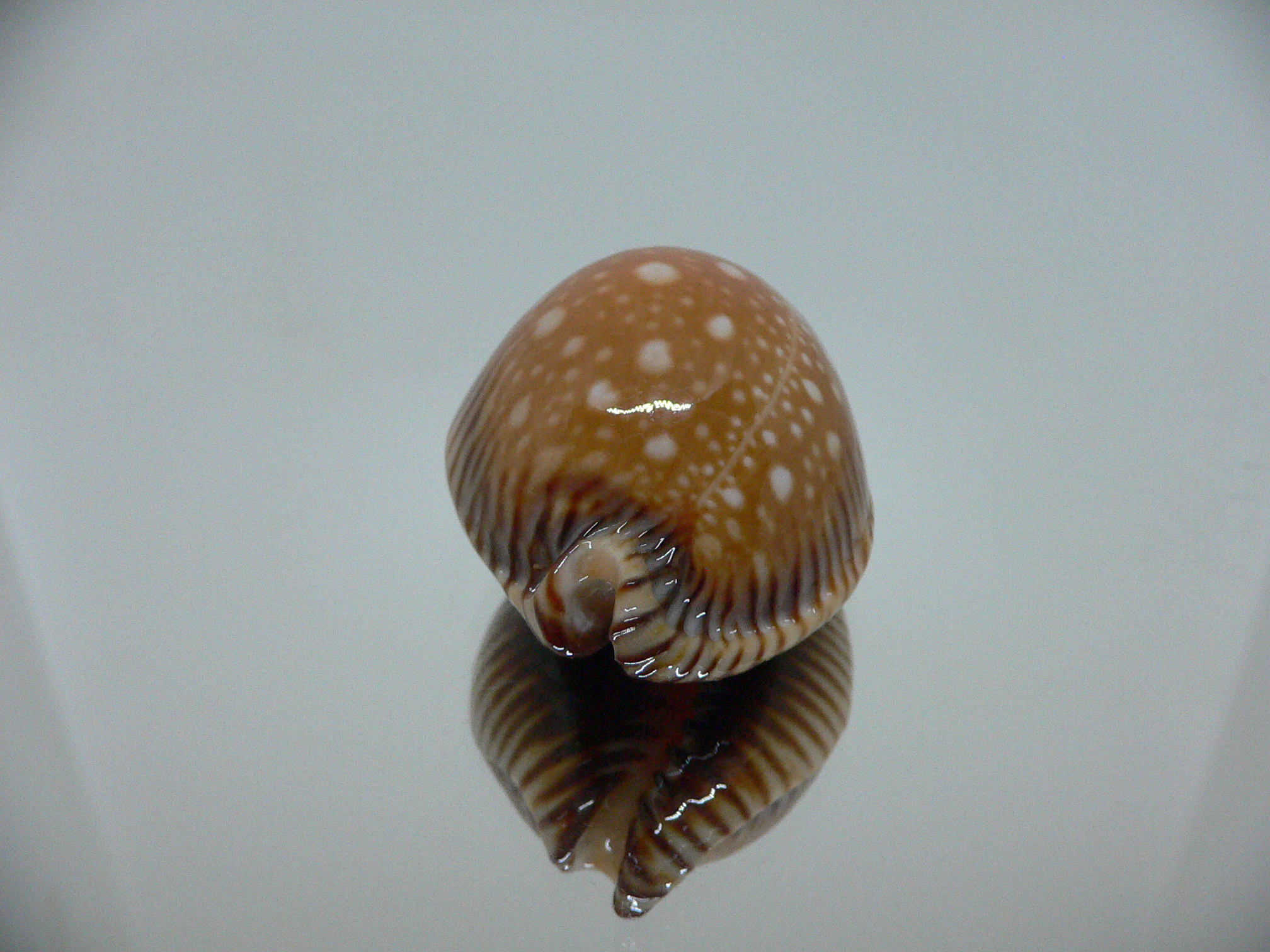 Cypraea guttata surinensis SUPER COLOR