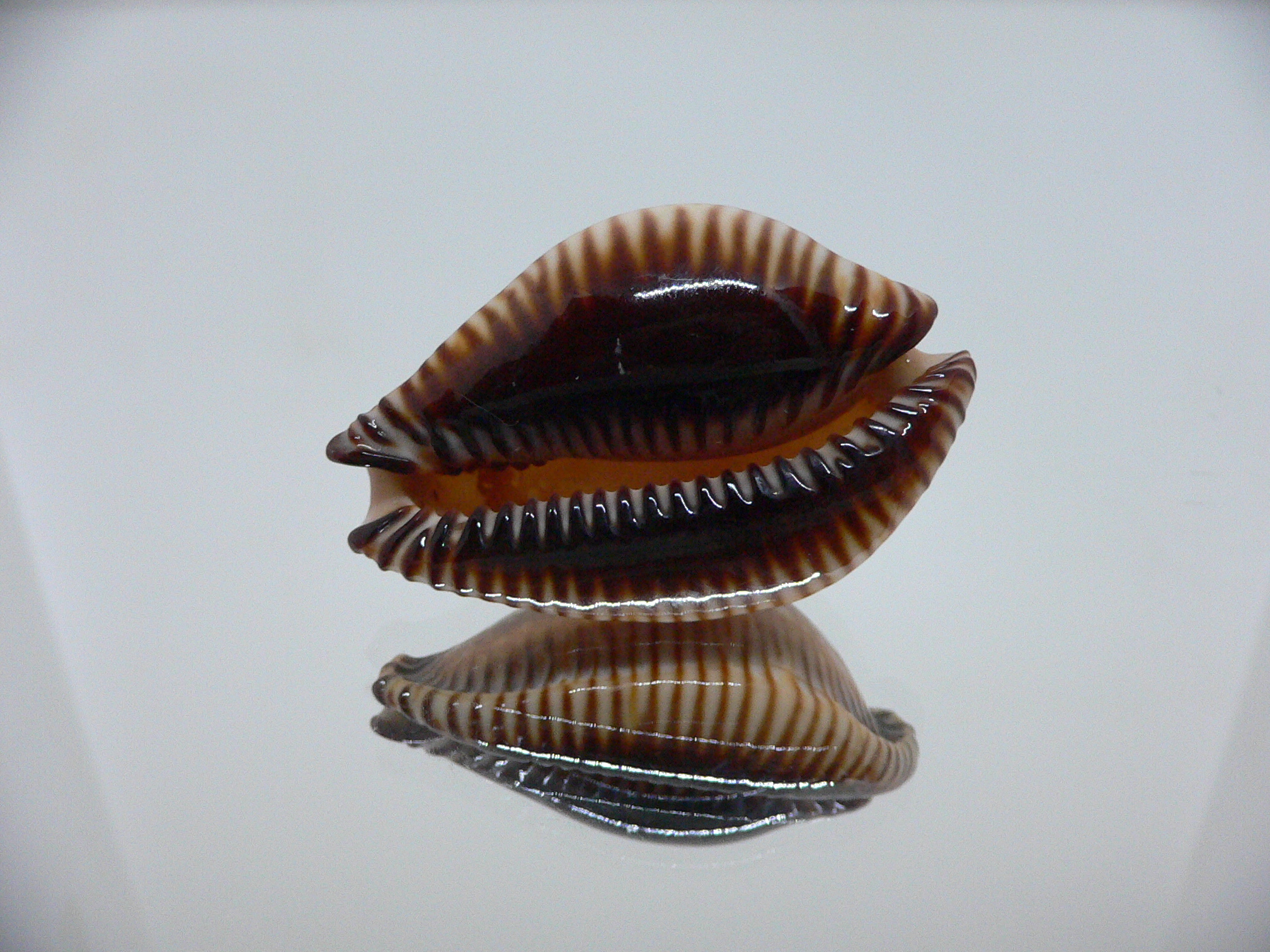 Cypraea guttata surinensis SUPER COLOR