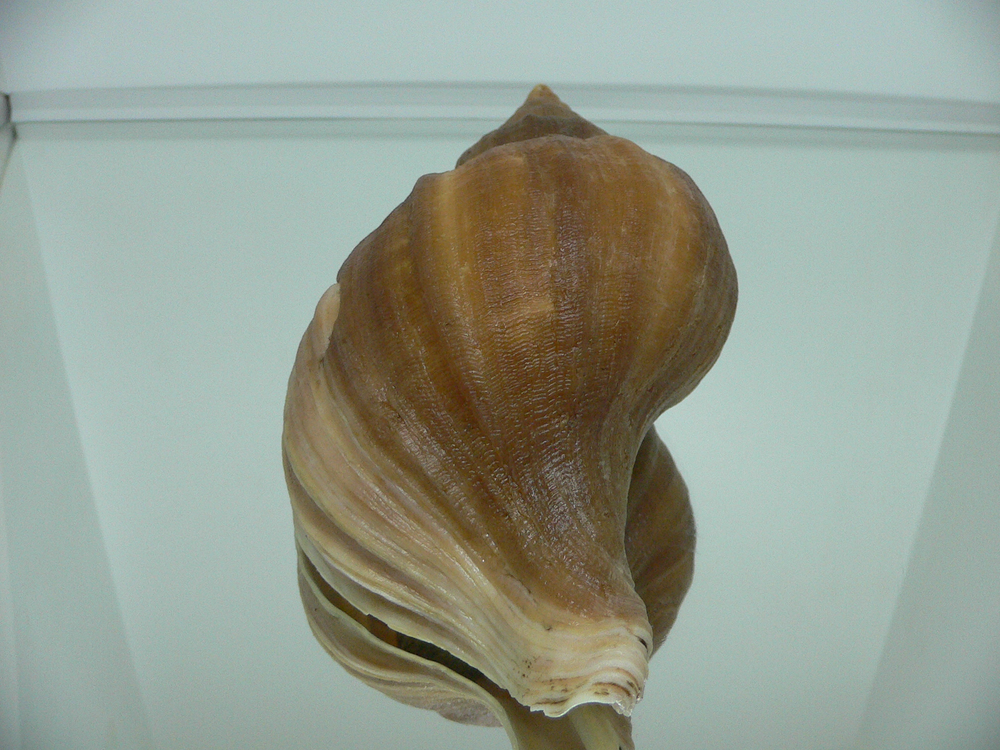 Neptunea constricta ELONGATE