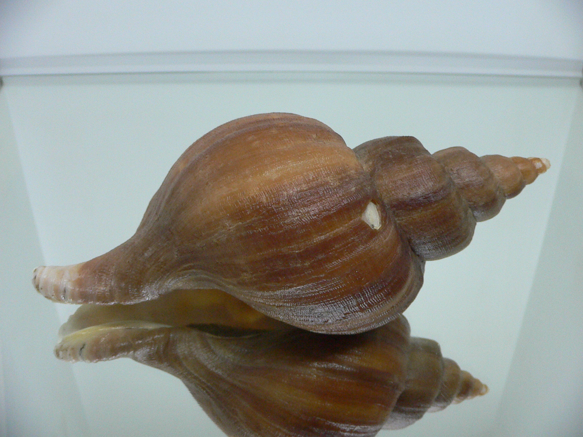 Neptunea constricta ELONGATE
