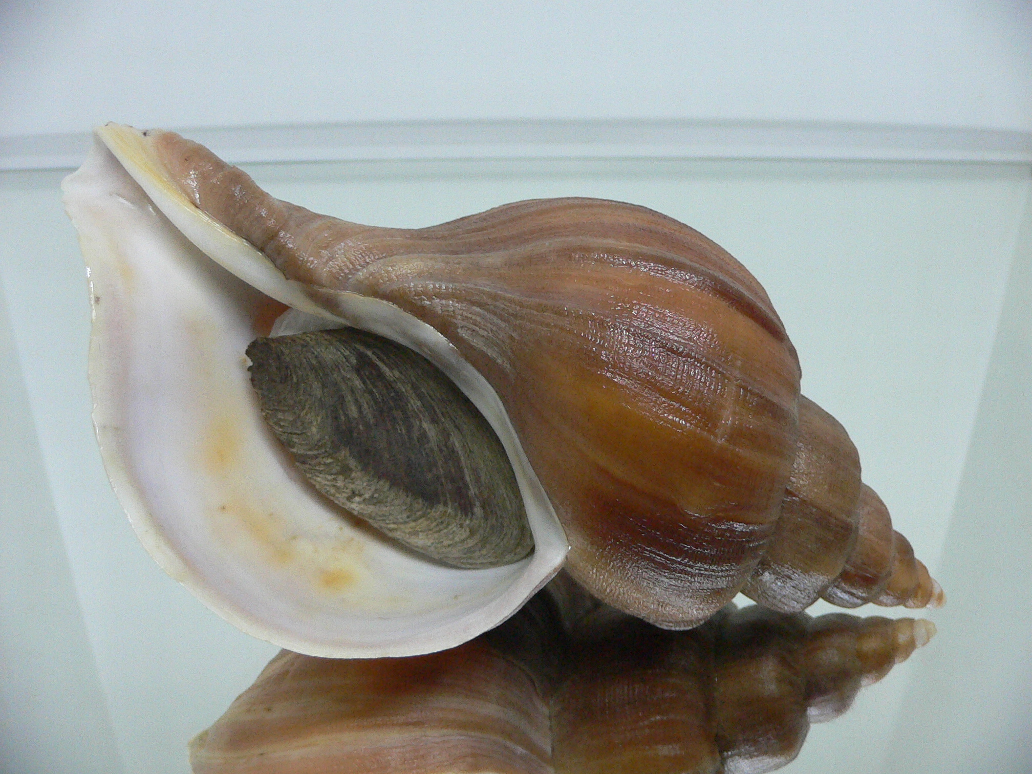 Neptunea constricta ELONGATE