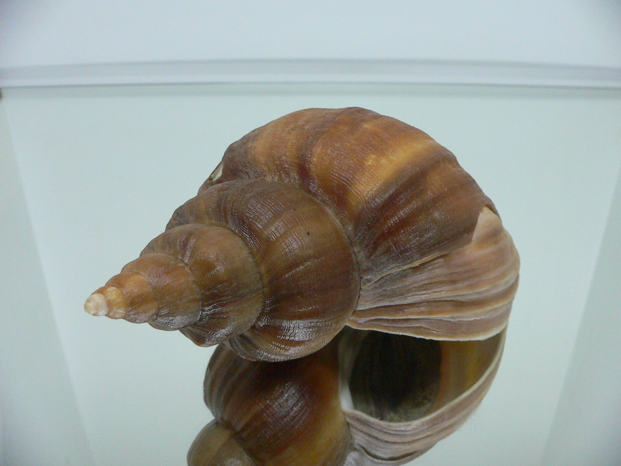 Neptunea constricta ELONGATE