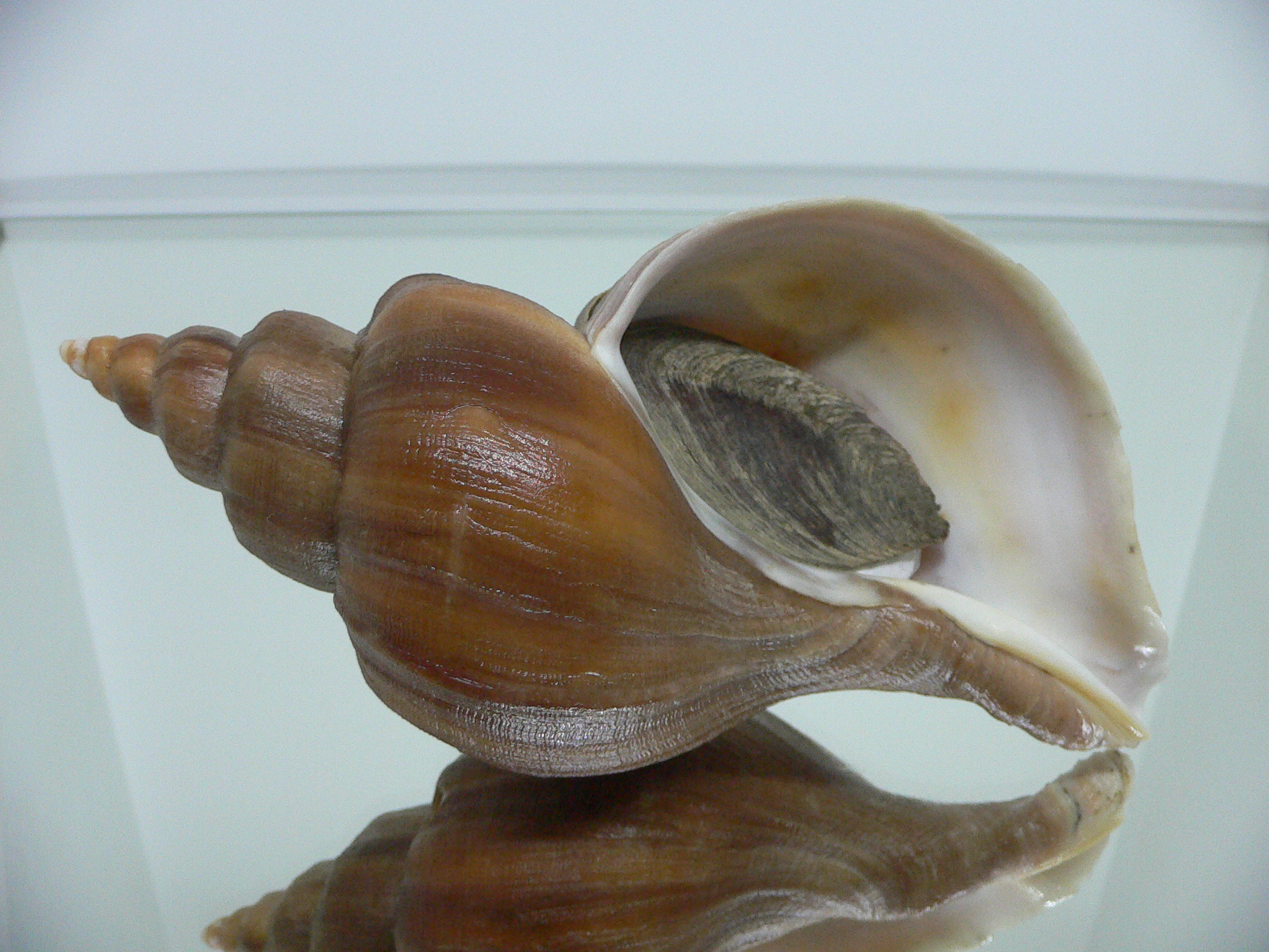 Neptunea constricta ELONGATE